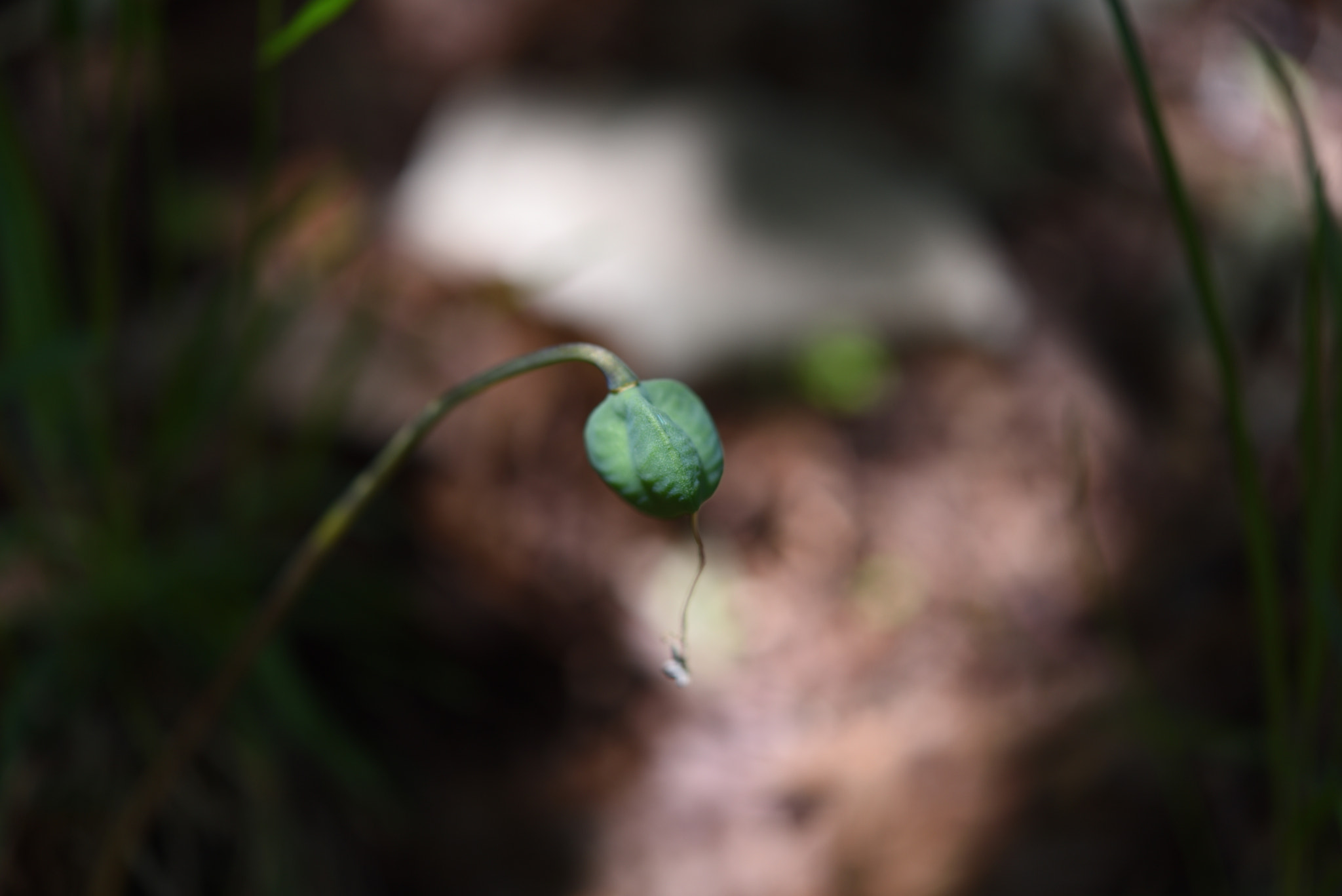 Nikon D750 + Nikon AF-S Micro-Nikkor 60mm F2.8G ED sample photo. カタクリの実 白山・樹木公園 (2) photography