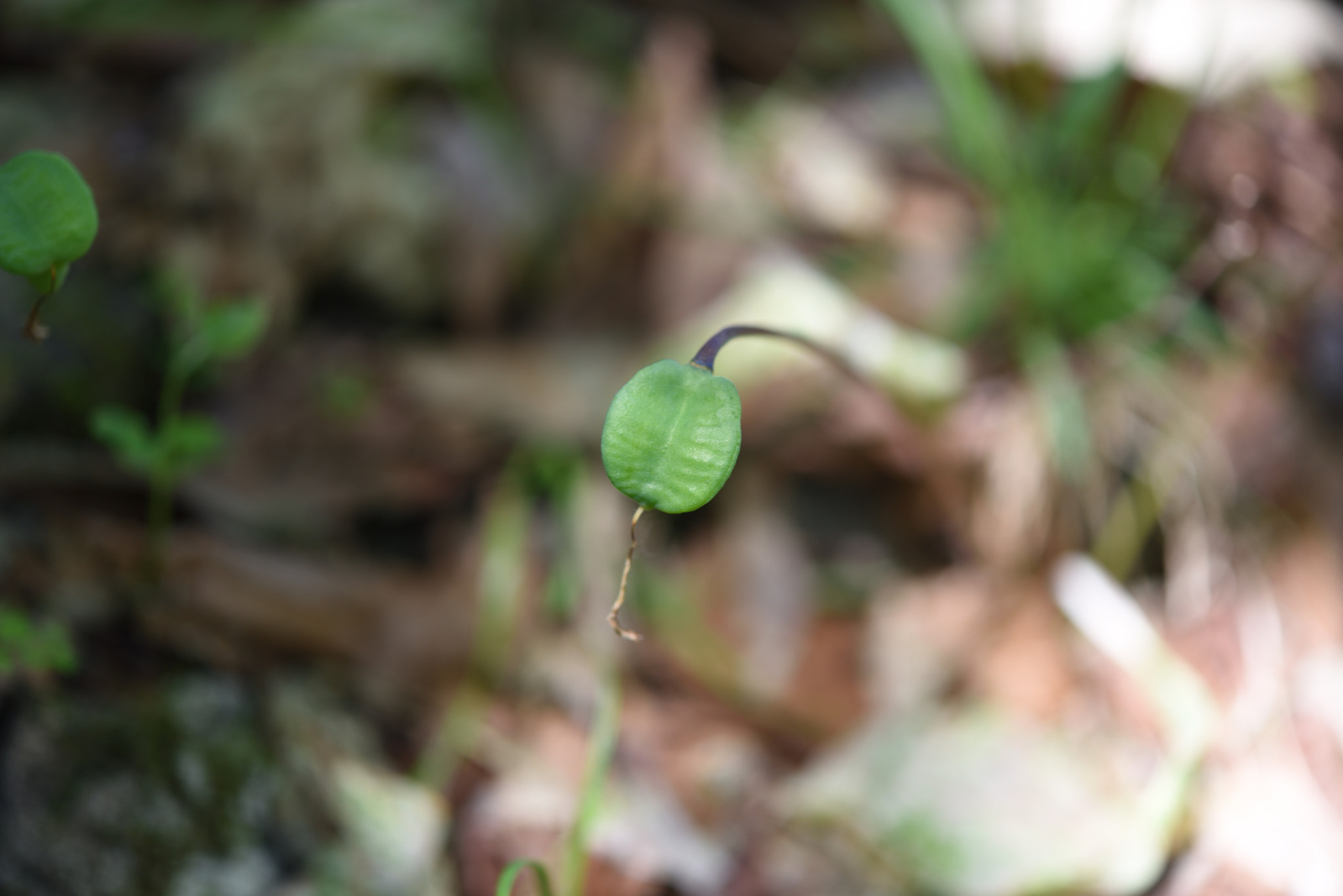 Nikon AF-S Micro-Nikkor 60mm F2.8G ED sample photo. カタクリの実 白山・樹木公園 photography