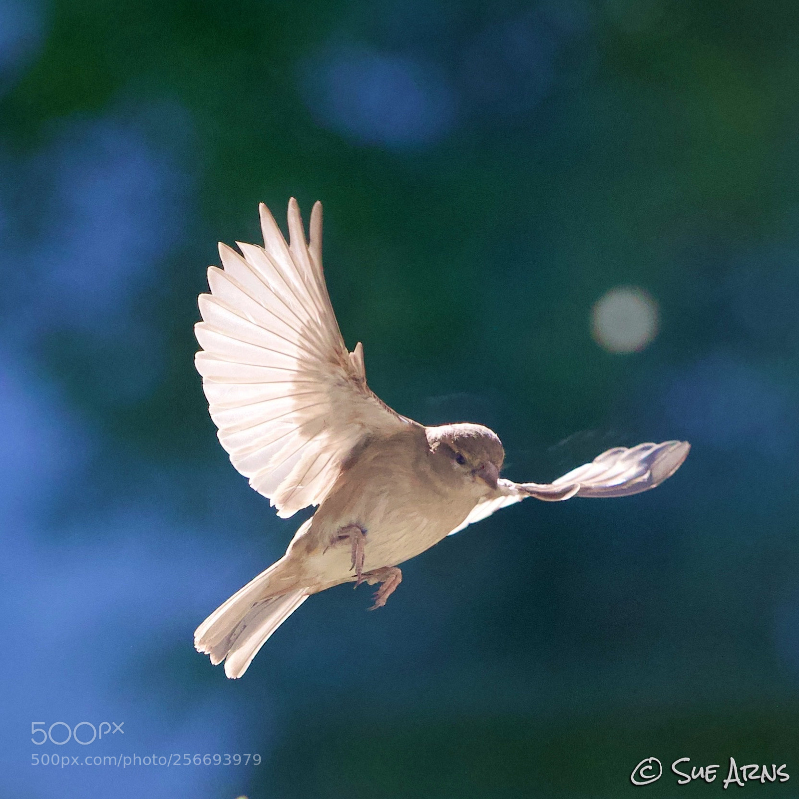 Canon EOS-1D X Mark II sample photo. Sparrow in the air photography