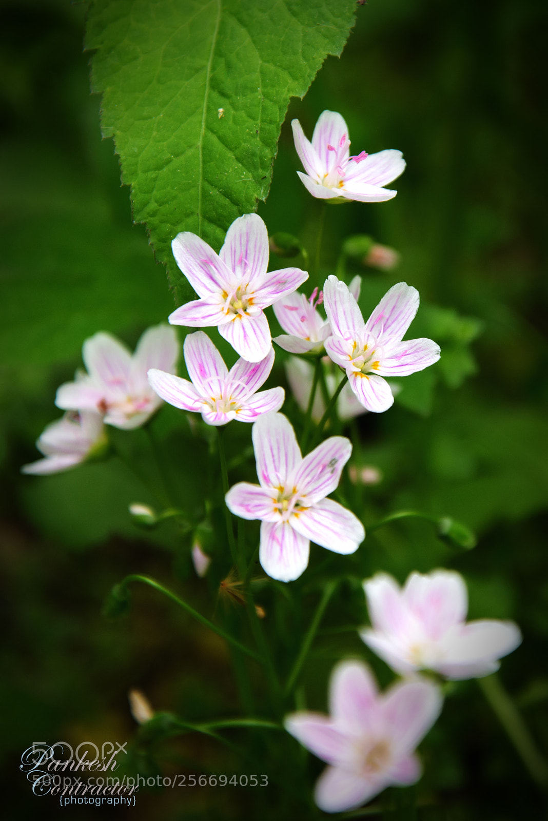 Nikon D600 sample photo. Spring wild flower @ preserve photography