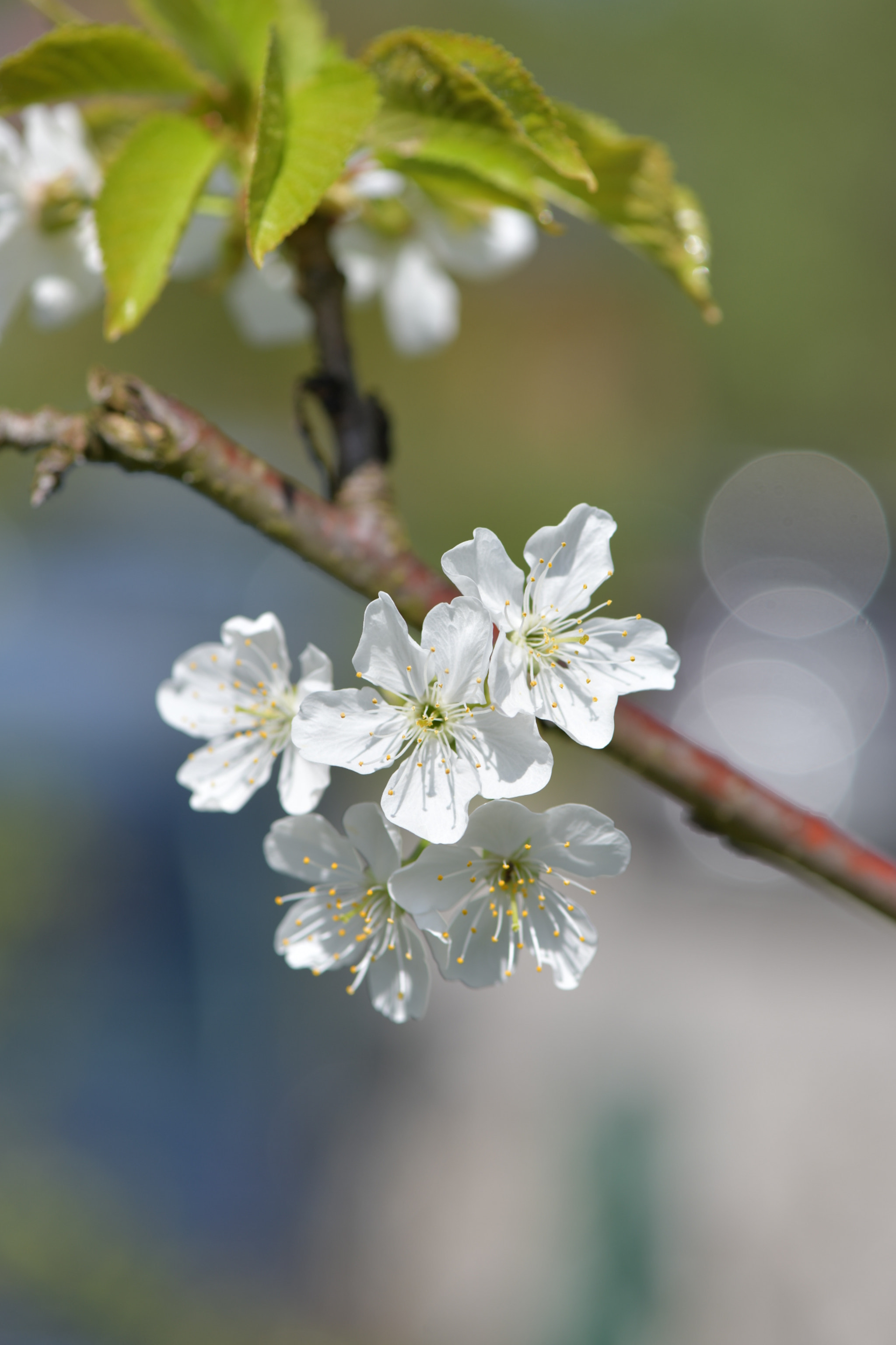 Nikon AF-S Micro-Nikkor 105mm F2.8G IF-ED VR sample photo. Apfelbaum blüte photography