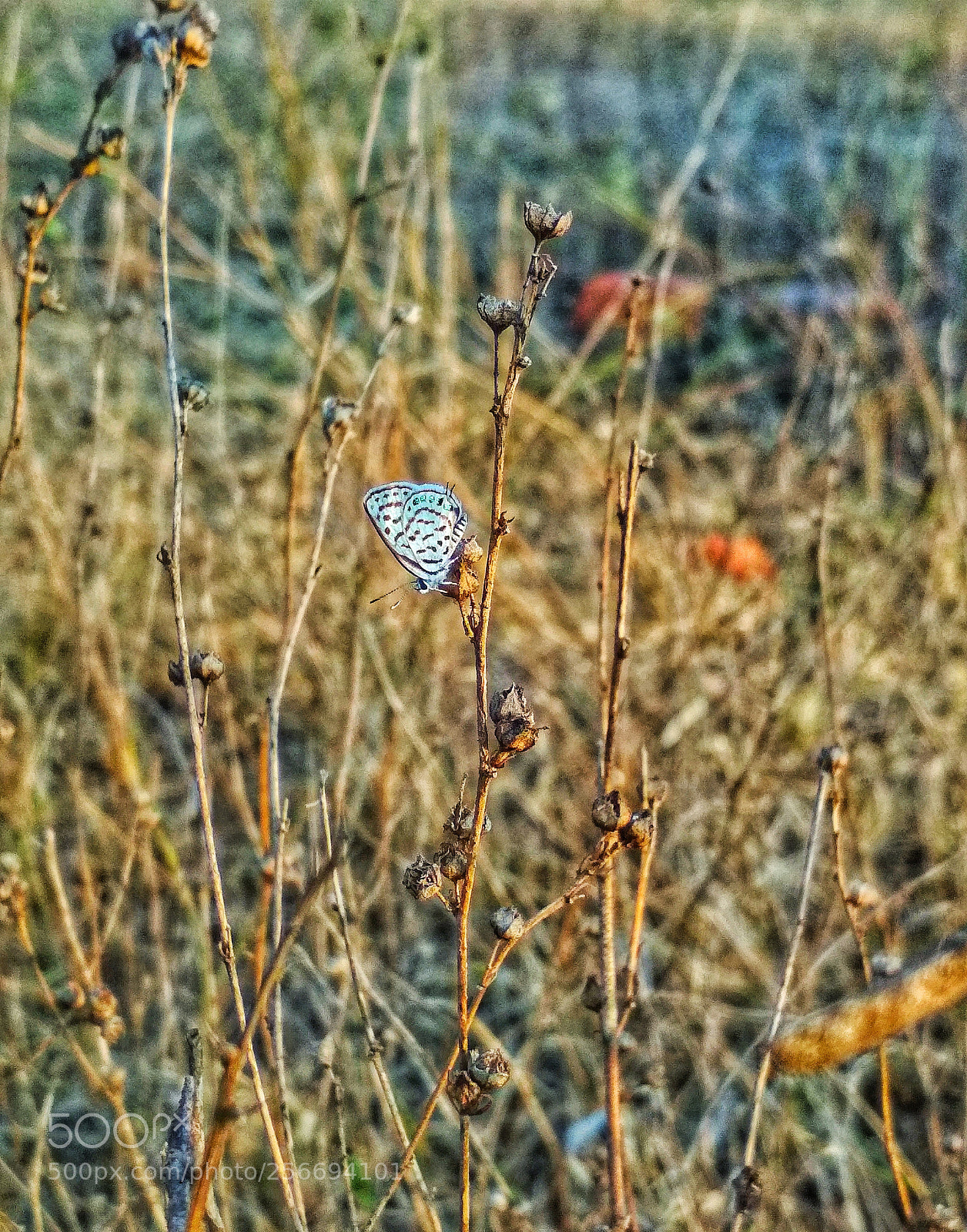 Xiaomi Redmi 4 Pro sample photo. Untitled photography