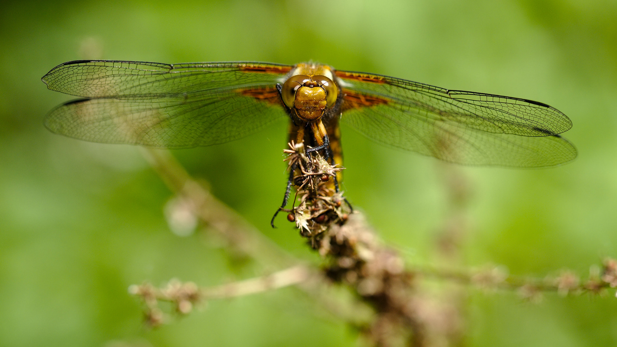 Canon EF 100mm F2.8L Macro IS USM sample photo. Platbuik photography