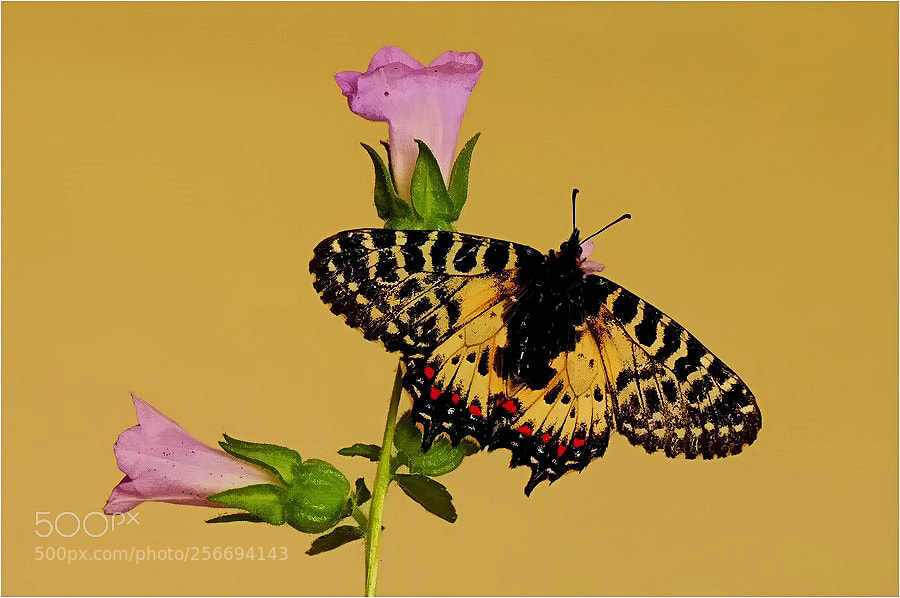 Nikon D90 sample photo. . photography