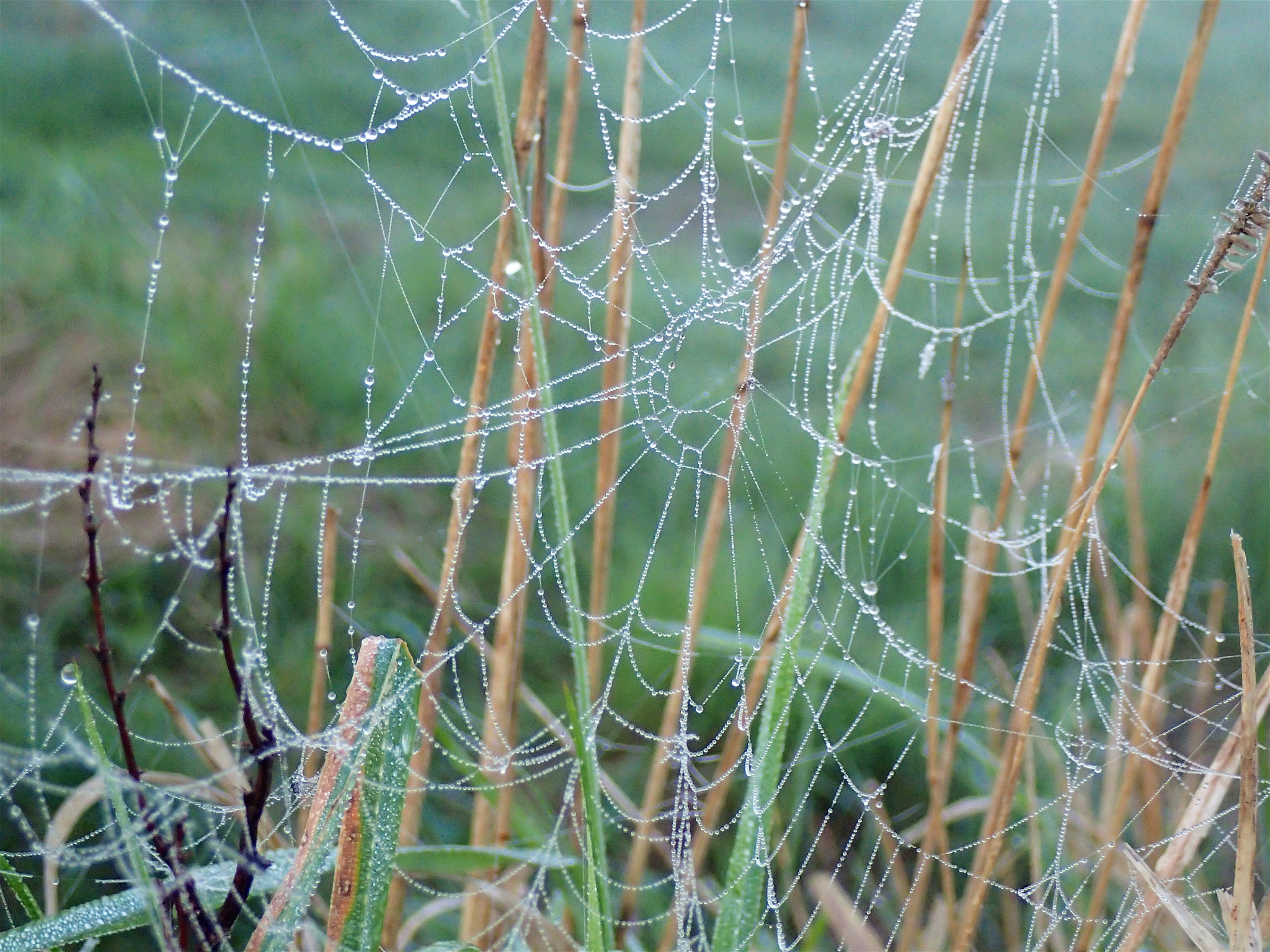 Olympus TG-4 sample photo. Early morning walk photography