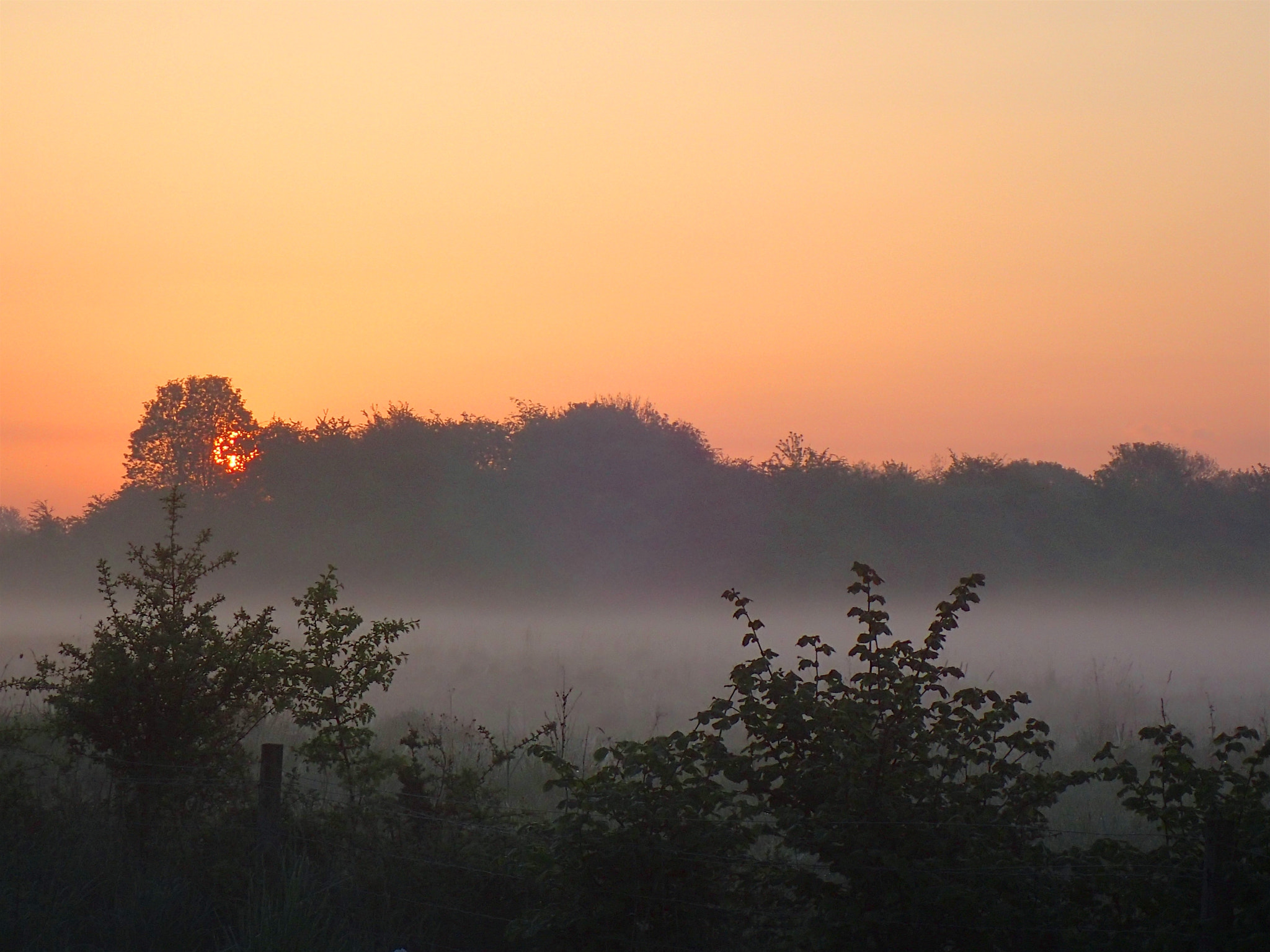 Olympus TG-4 sample photo. Sunrise through the mist and the trees photography