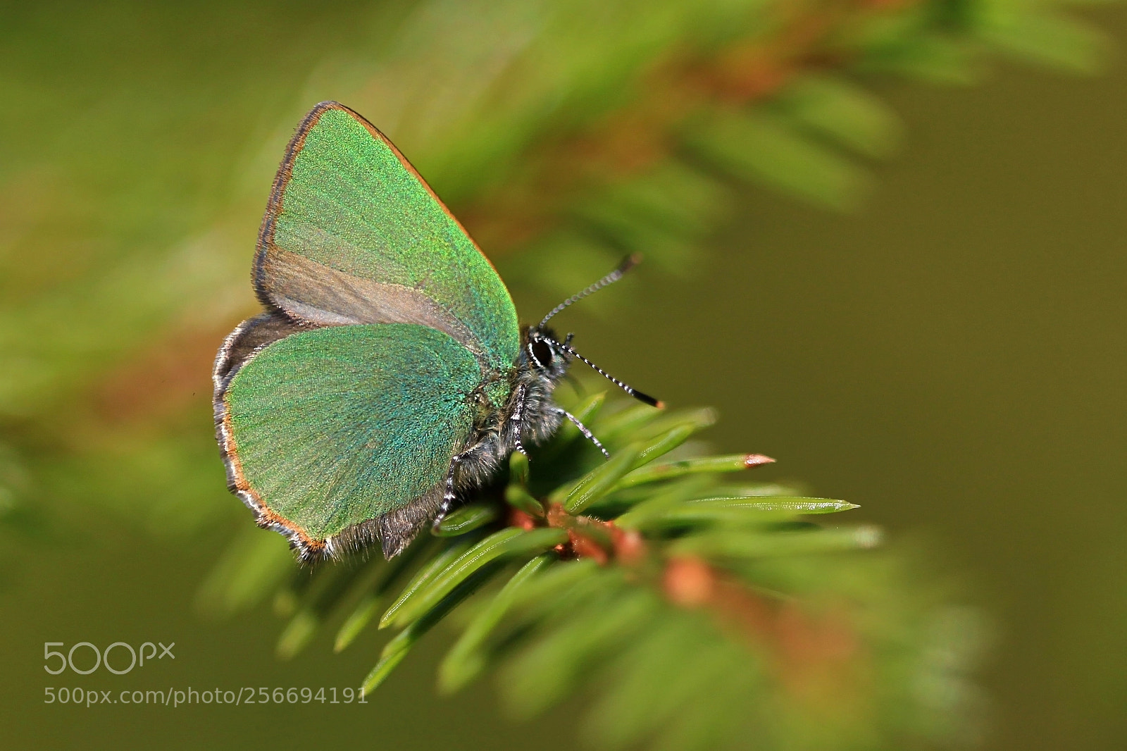 Canon EOS 70D sample photo. Green hairstreak photography