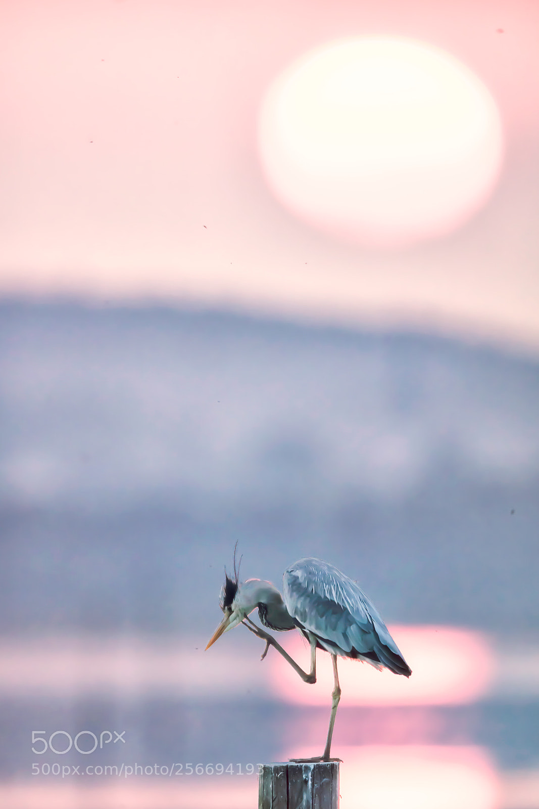 Canon EOS 5DS R sample photo. Hand up photography