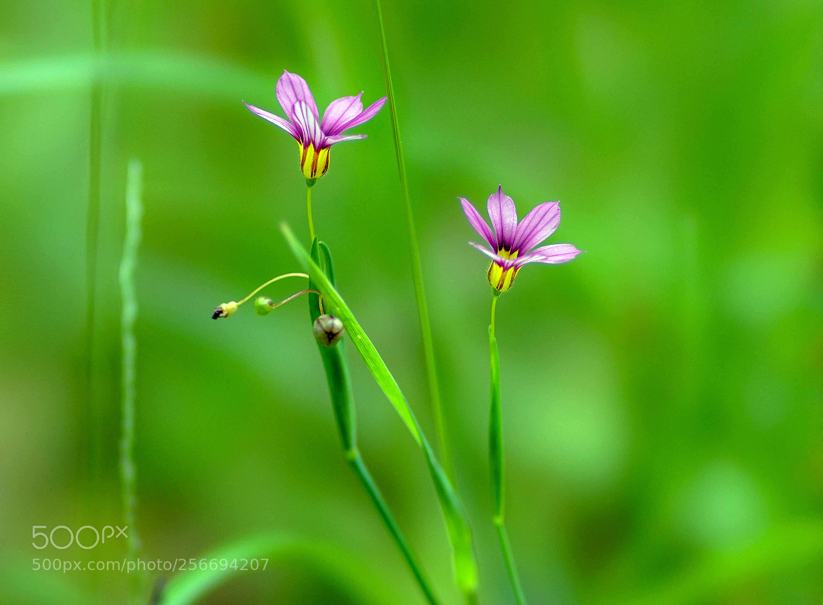 Sony a7R II sample photo. Sisters and bloomed photography