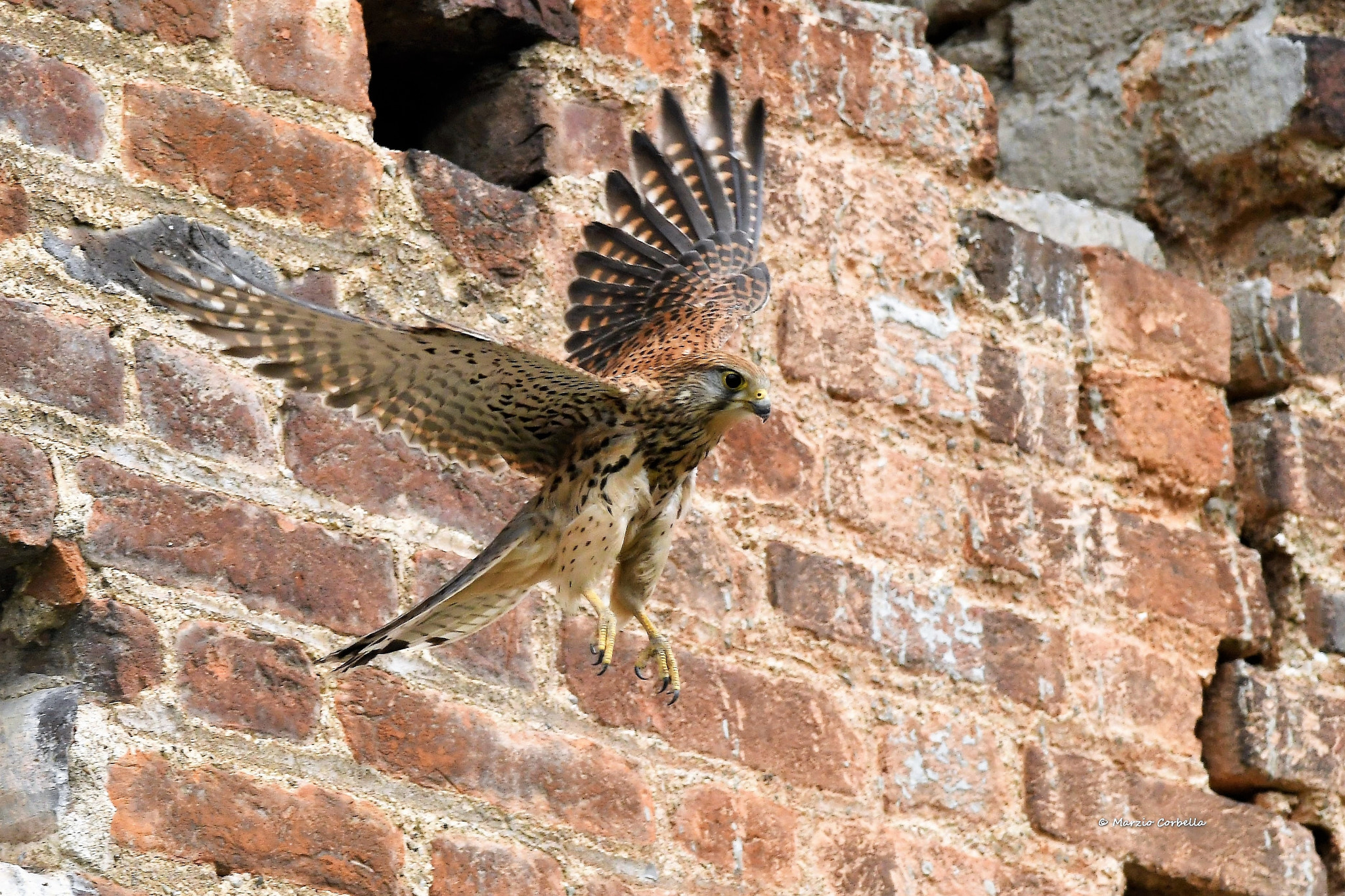 Nikon AF-S Nikkor 300mm F4D ED-IF sample photo. But am i a kestrel or an eagle? photography