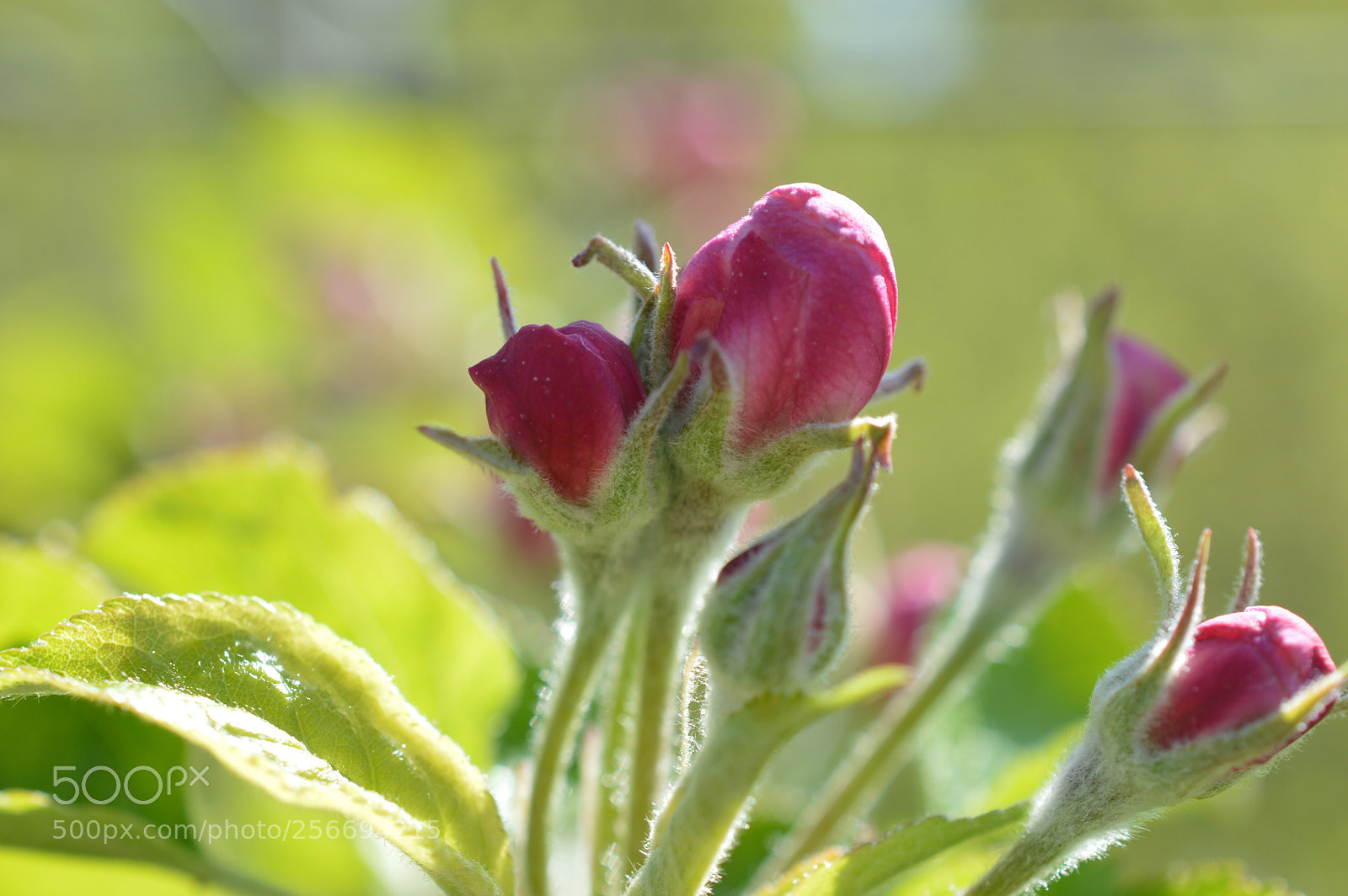Nikon D3200 sample photo. Apple blossoms  photography