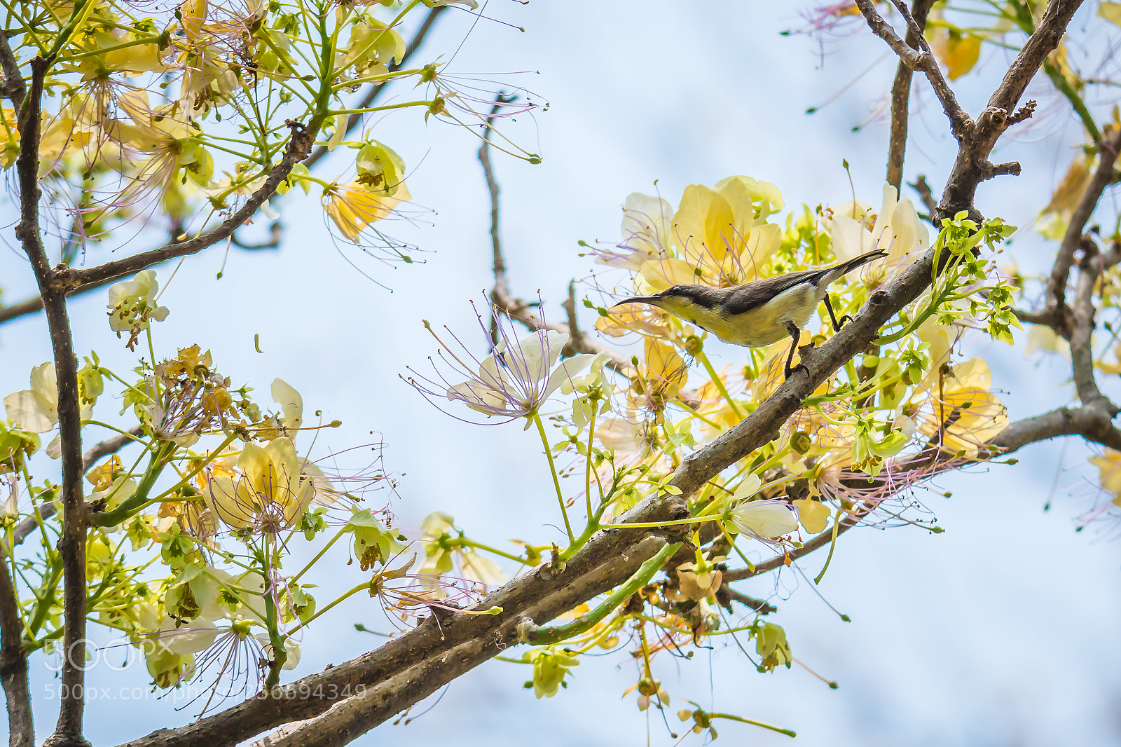 Canon EOS 70D sample photo. Purple sunbird - female photography
