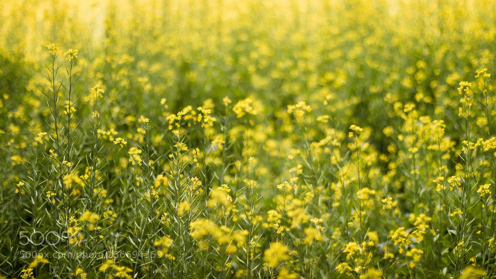 Canon EOS 70D sample photo. Vibrant mustard field photography