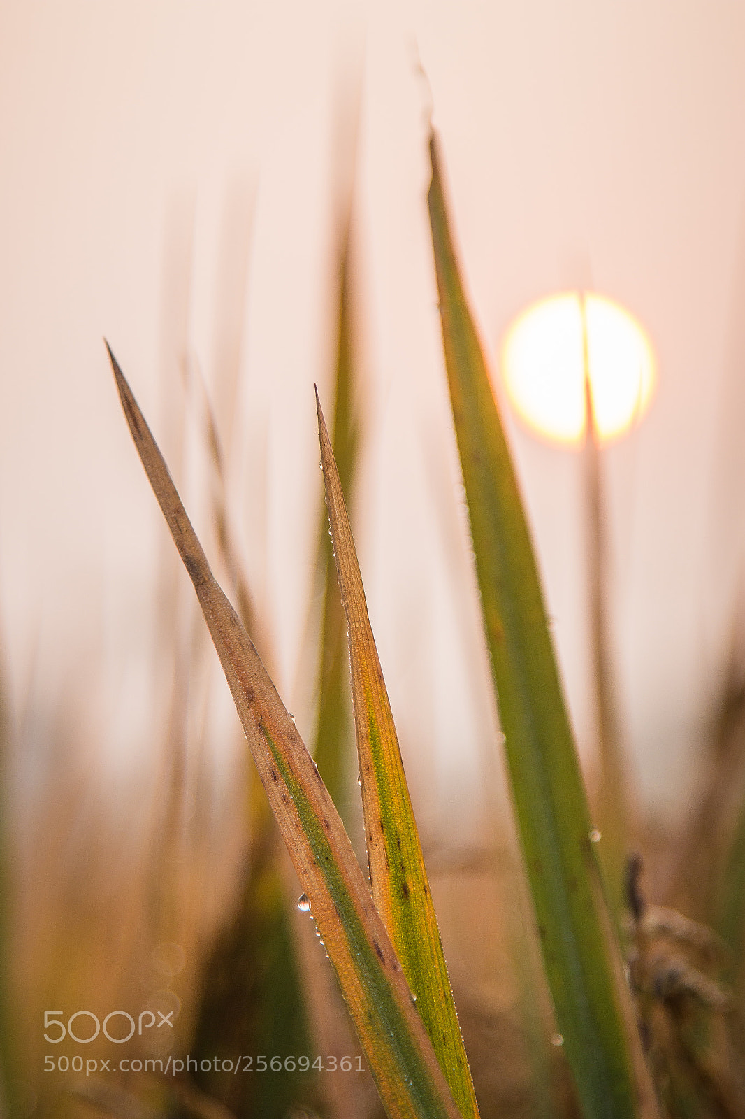 Canon EOS 70D sample photo. Sunrise in a paddy photography