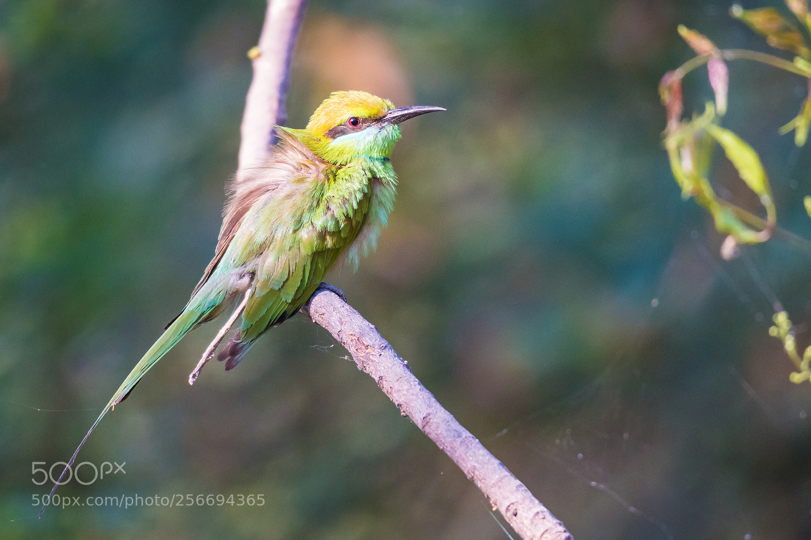 Canon EOS 70D sample photo. Green bee-eater photography