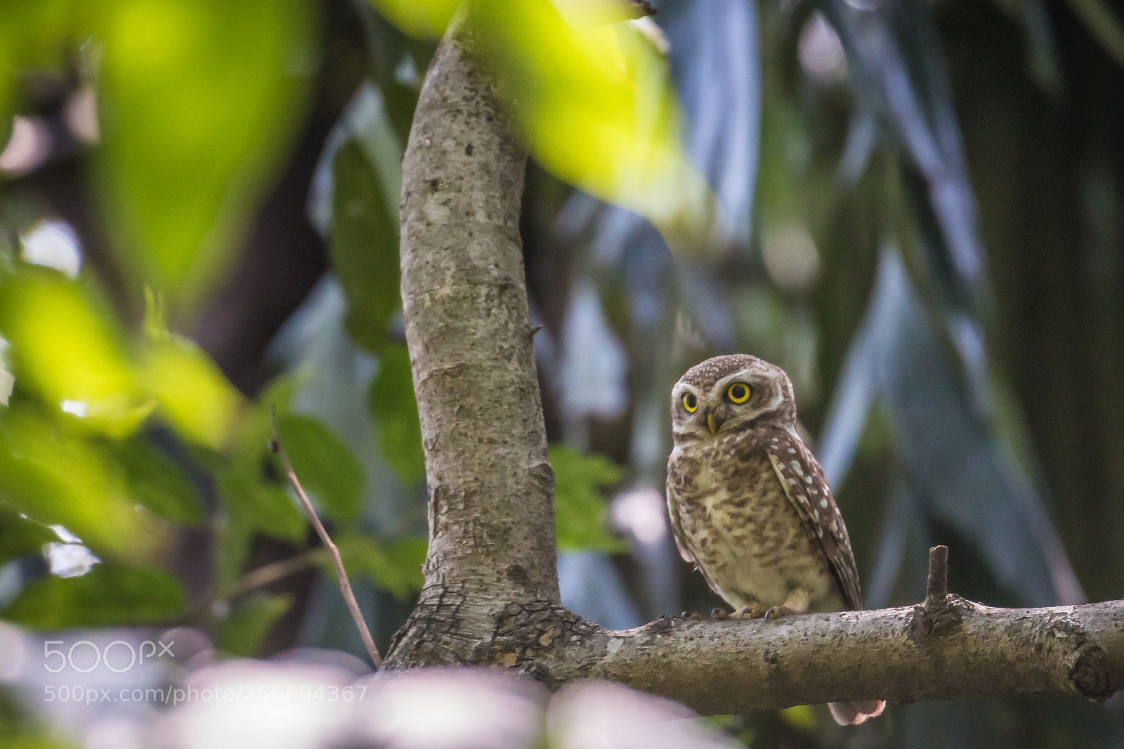 Canon EOS 70D sample photo. Spotted owlet photography