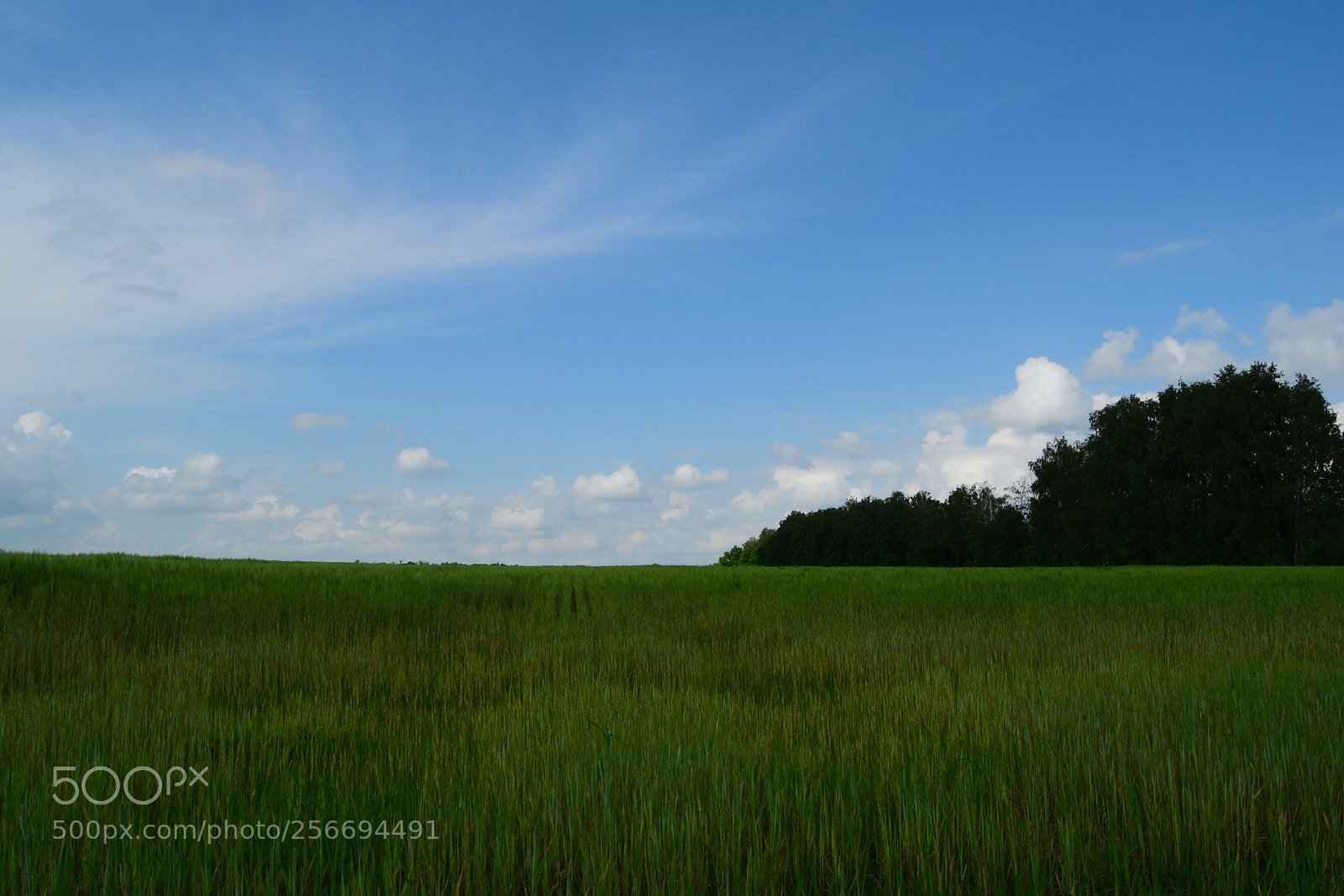 Nikon D3300 sample photo. The beginning of summer photography