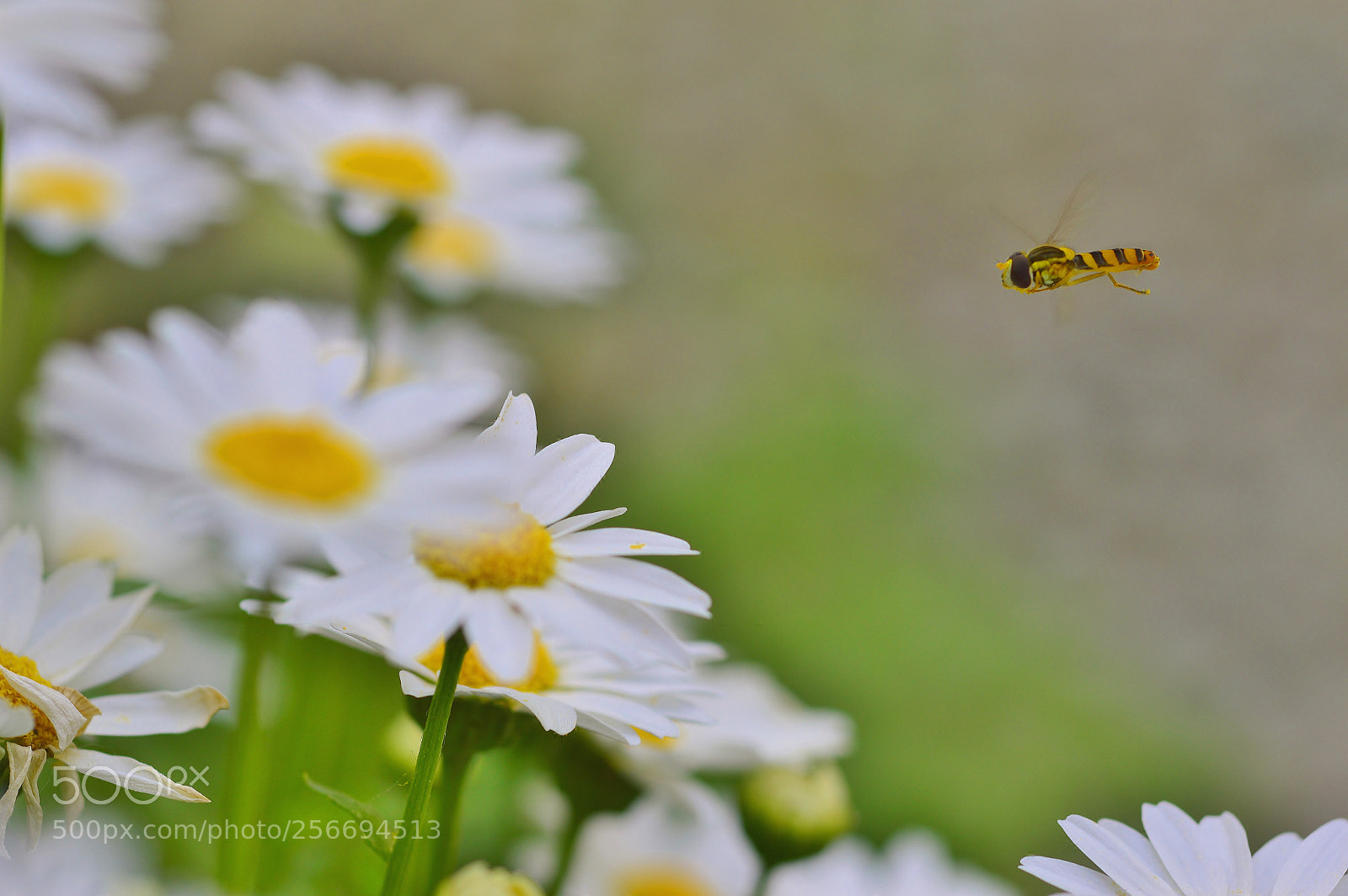 Nikon D3200 sample photo. Garden nature......springtime photography