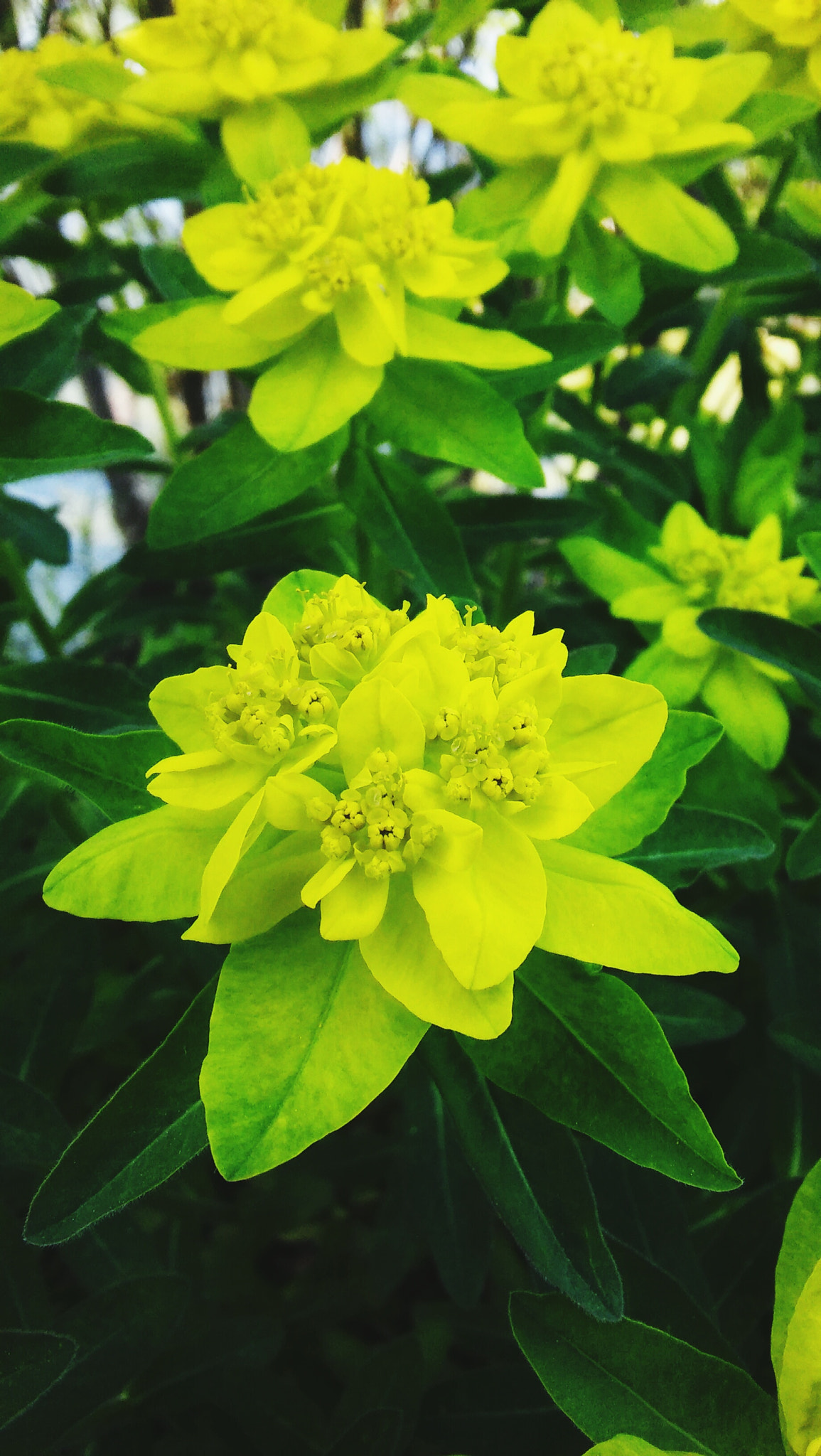 LG SPIRIT 4G LTE sample photo. Flower magic photography