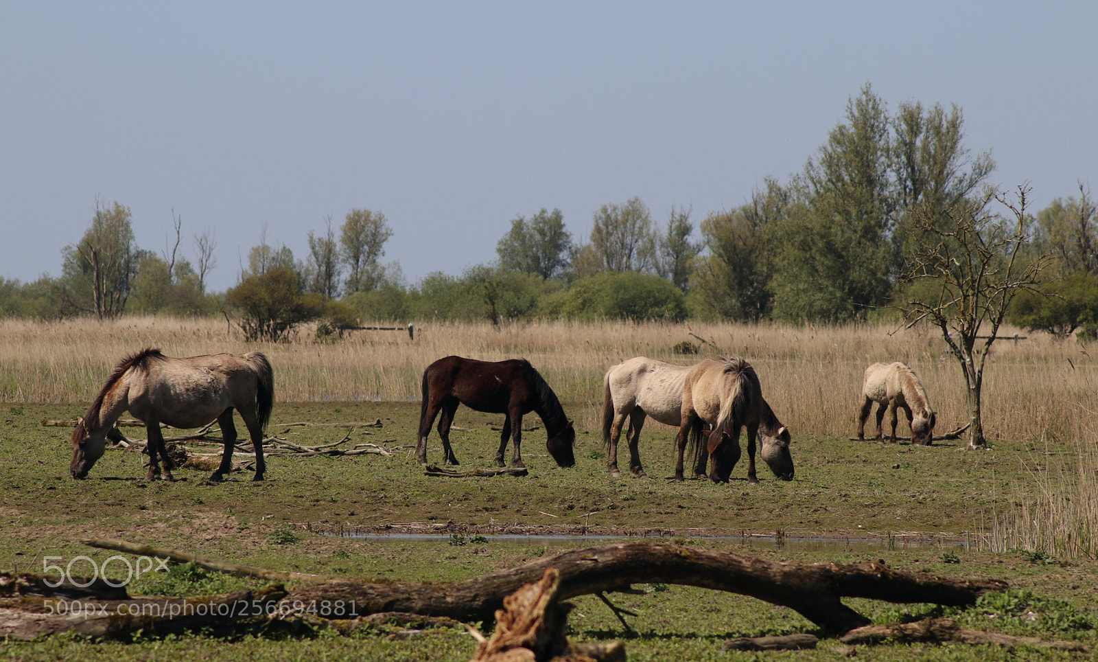 Canon EOS 80D sample photo. Wild horses photography