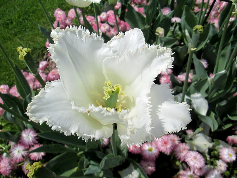 Canon PowerShot A1400 sample photo. Jardin des plantes () photography