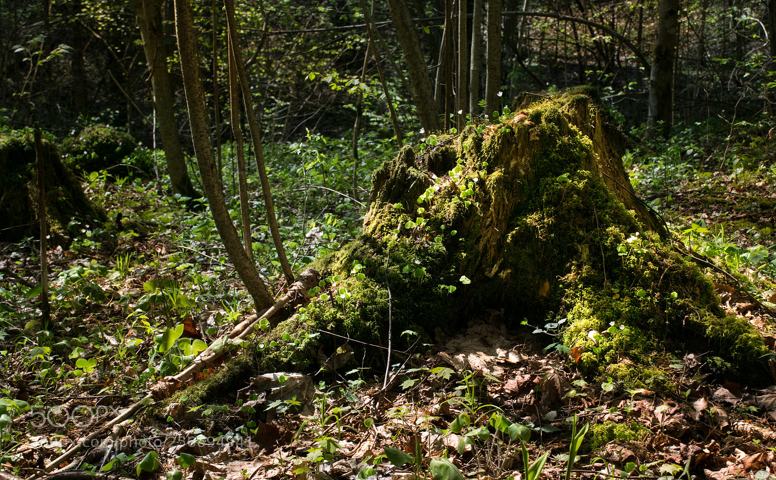 Nikon D3300 sample photo. An old stub with photography
