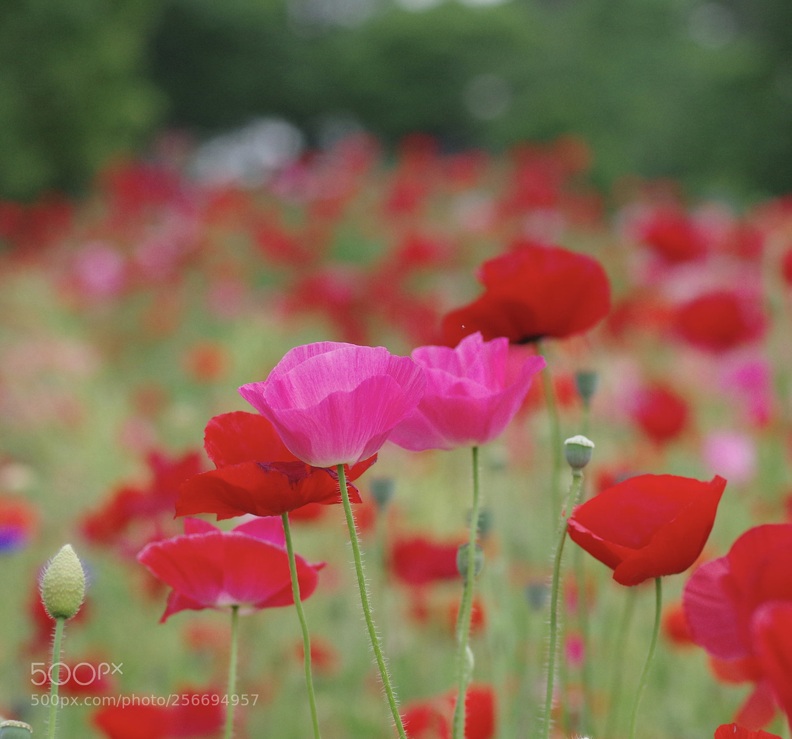 Pentax K-3 sample photo. “you are everything.....” photography