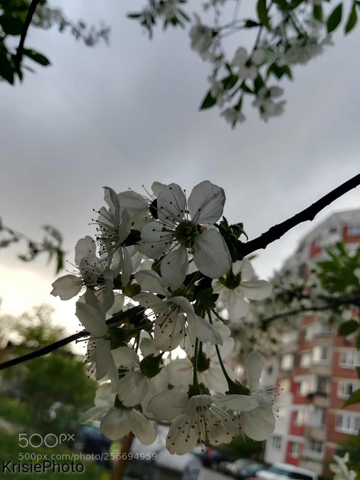 HUAWEI P10 lite sample photo. Made by me photography