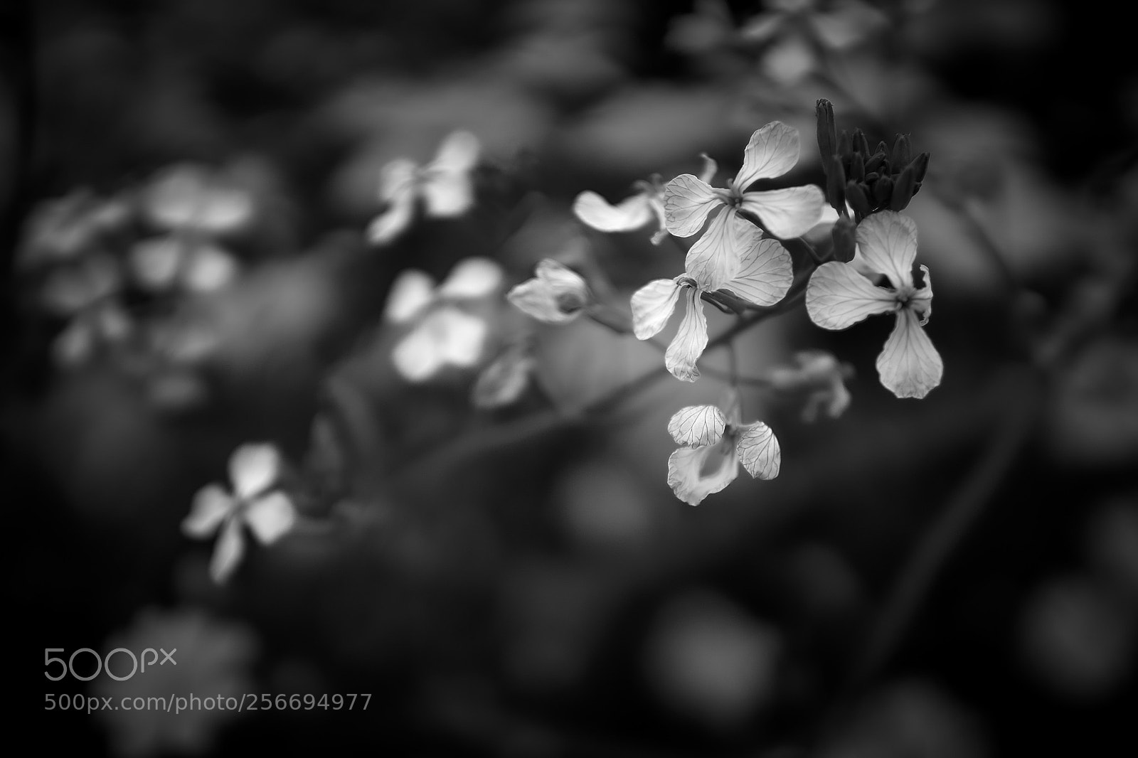 Sony a6300 sample photo. Wild flowers photography
