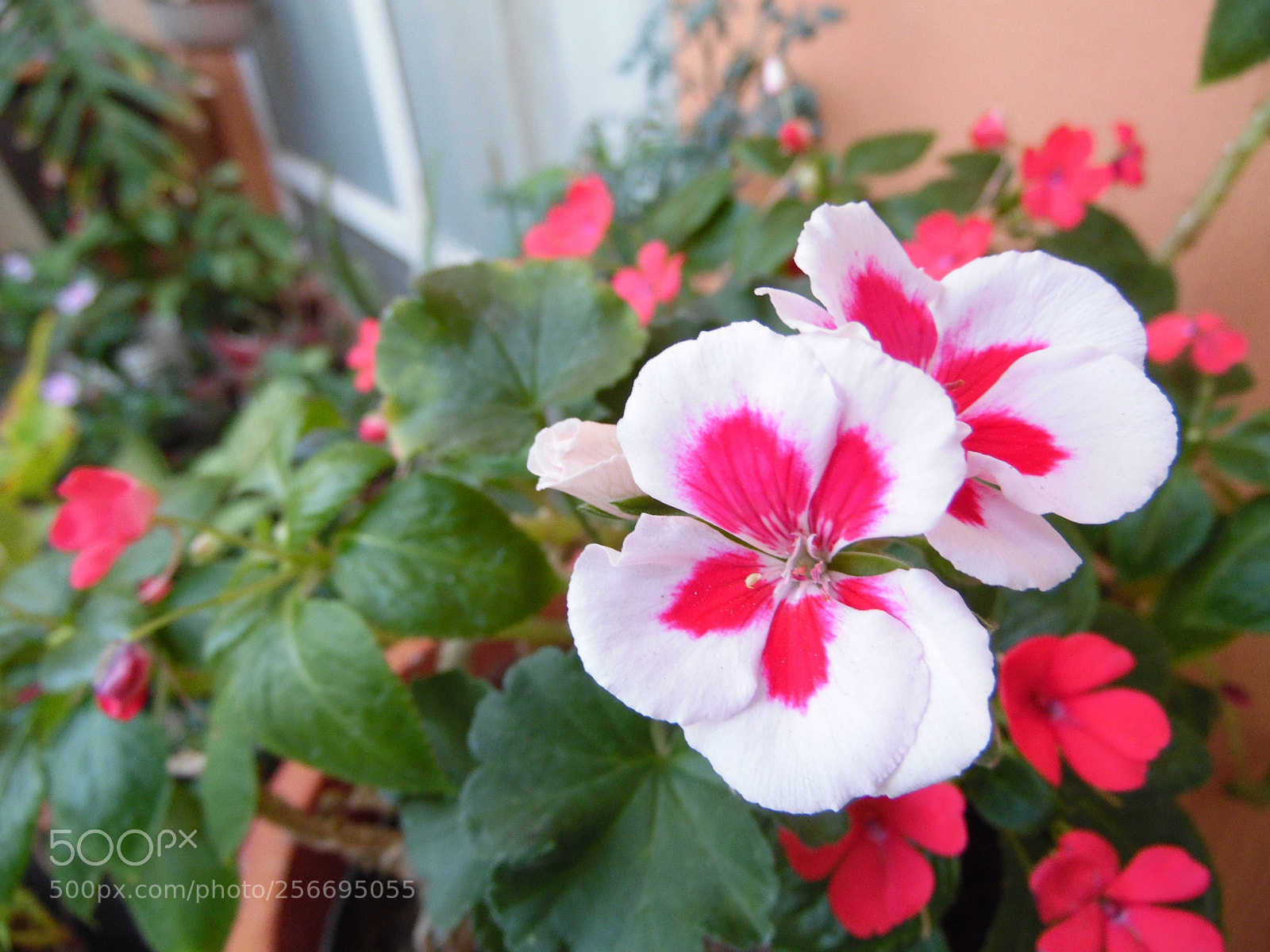 Samsung WB1100F/WB1101F/WB1102F sample photo. Waiting photography