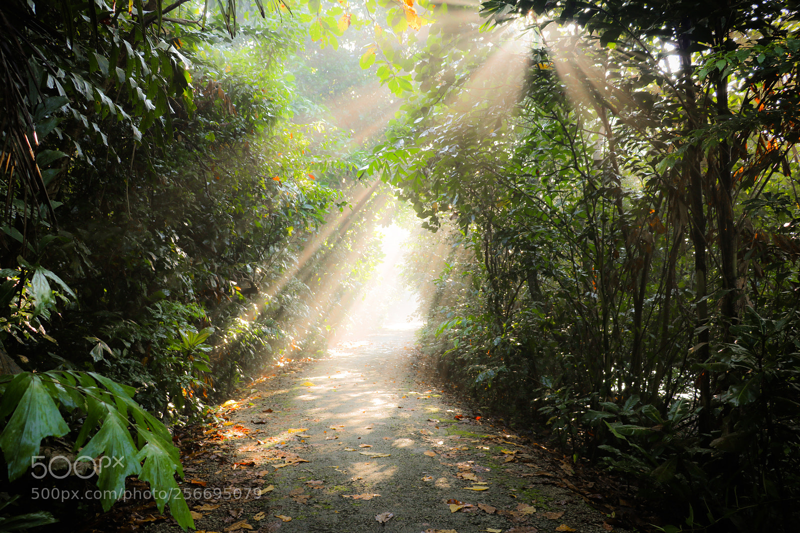 Canon EOS 750D (EOS Rebel T6i / EOS Kiss X8i) sample photo. Sungei buloh, singapore photography