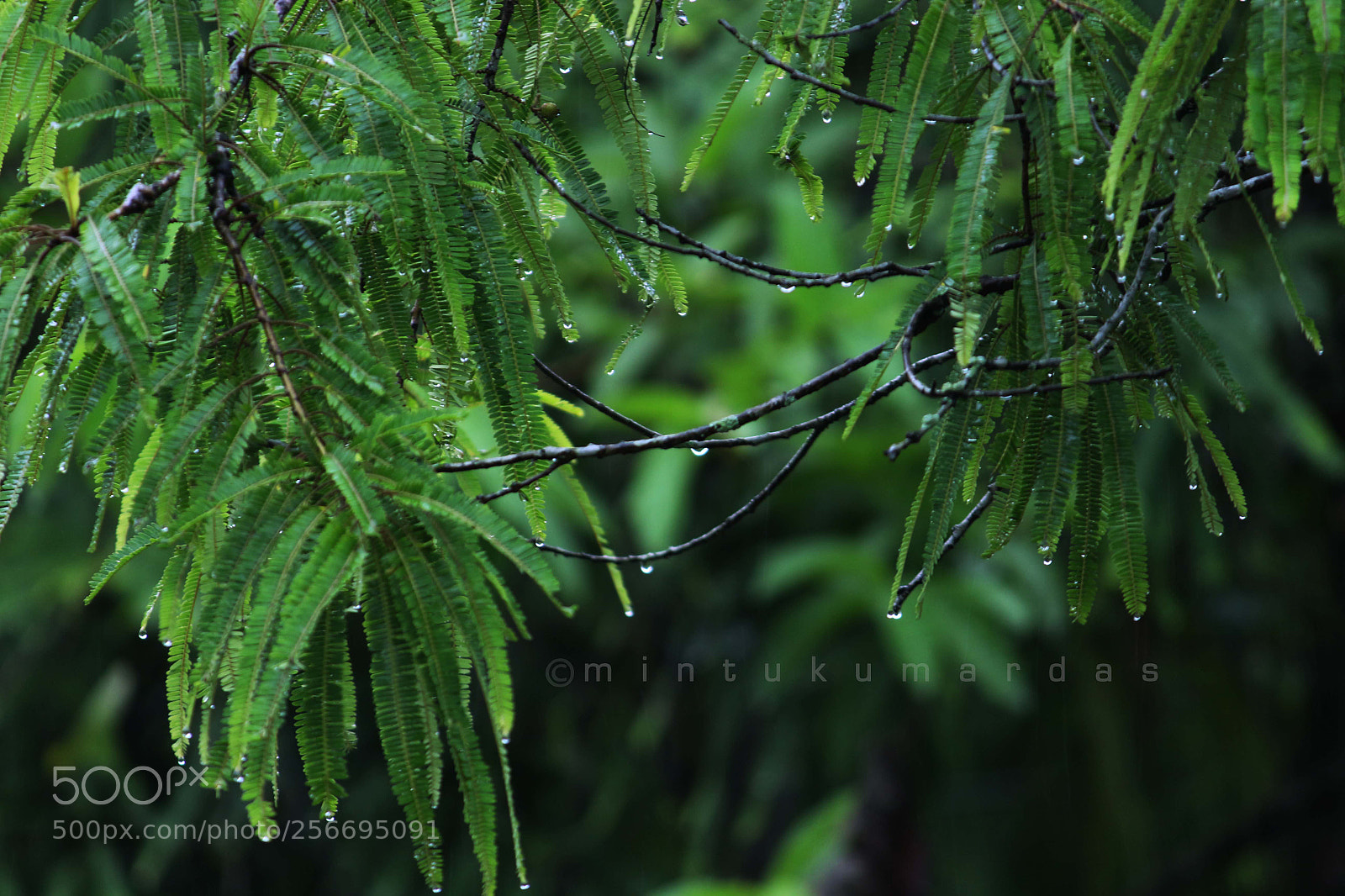 Canon EOS 700D (EOS Rebel T5i / EOS Kiss X7i) sample photo. Flower, leaf waterdrop photography