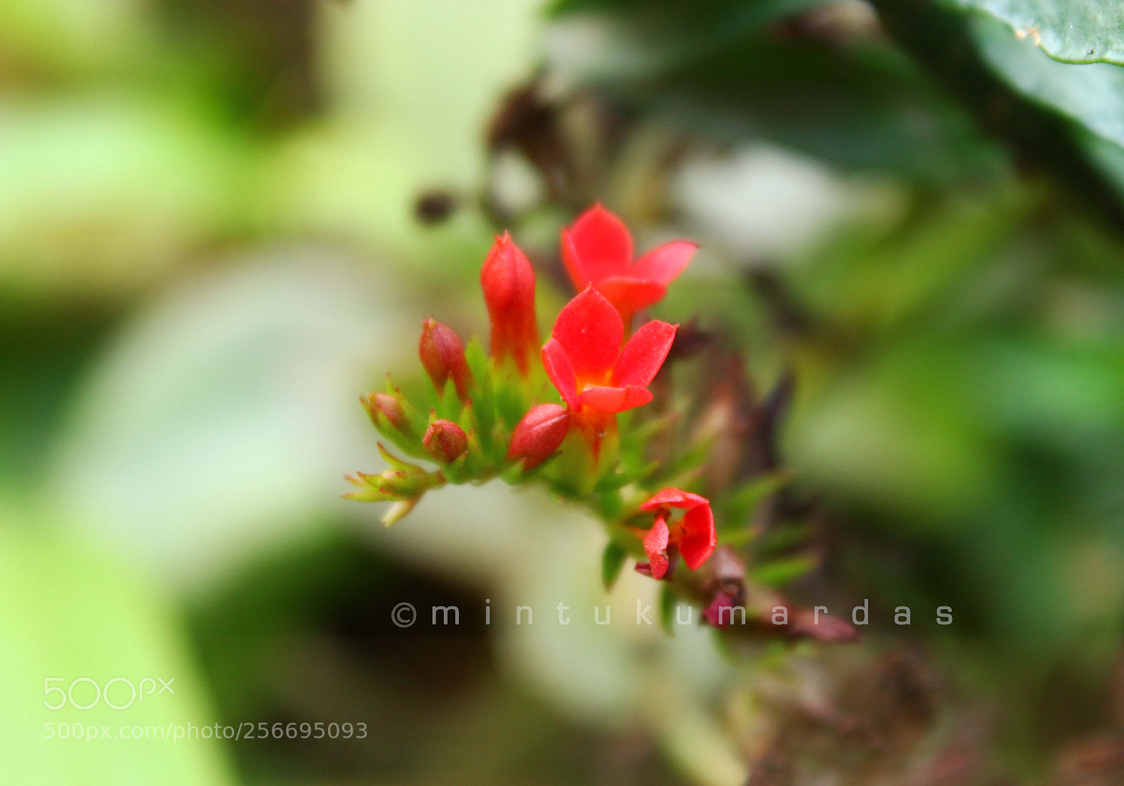 Canon EOS 700D (EOS Rebel T5i / EOS Kiss X7i) sample photo. Flower, leaf waterdrop photography