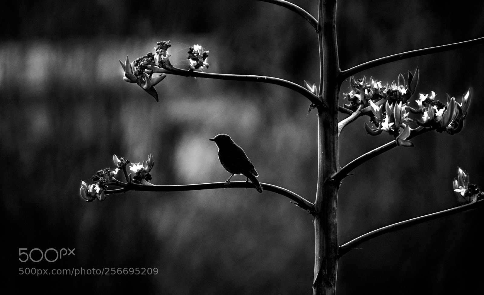 Canon EOS 80D sample photo. Bird singing for departing photography