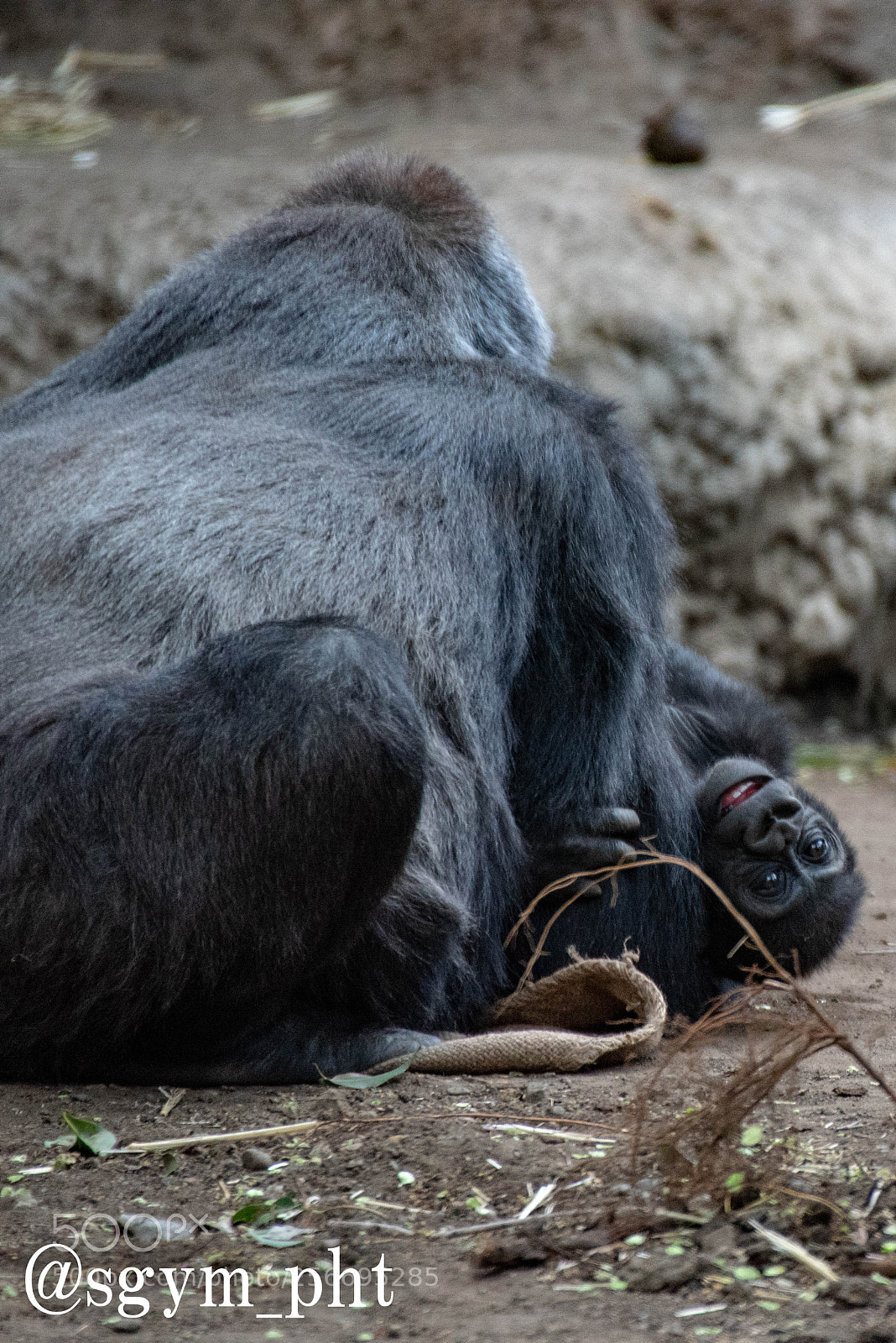 Nikon D750 sample photo. Gorilla's baby photography