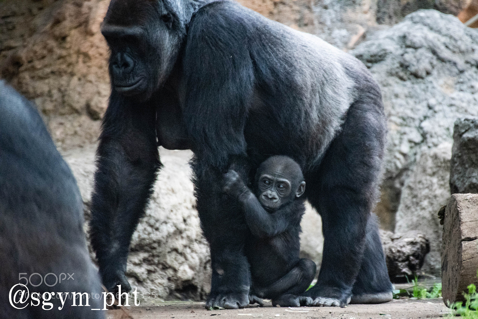 Nikon D750 sample photo. Gorilla's baby photography
