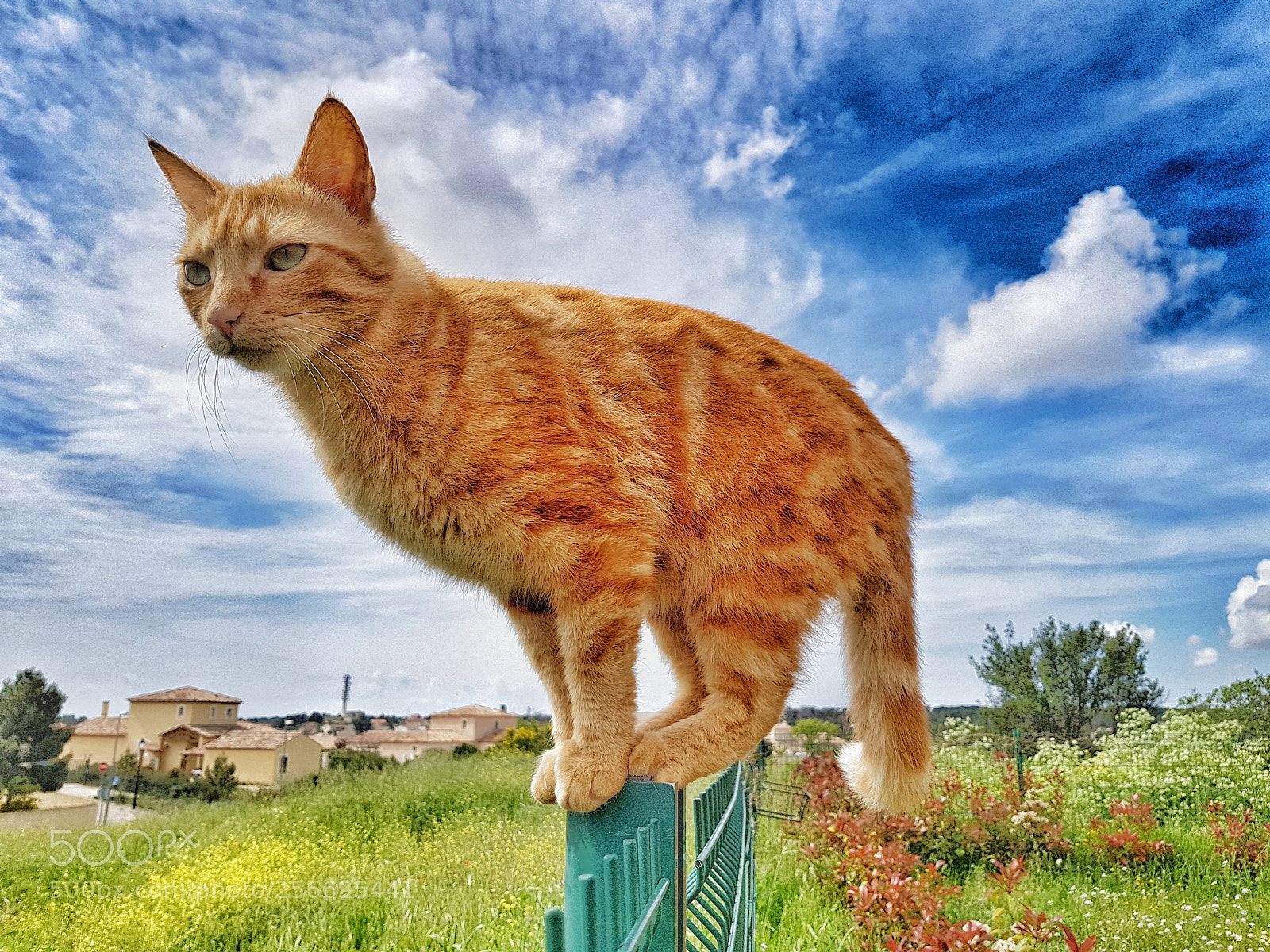 Samsung Galaxy S8 sample photo. Moka the ginger cat ? photography