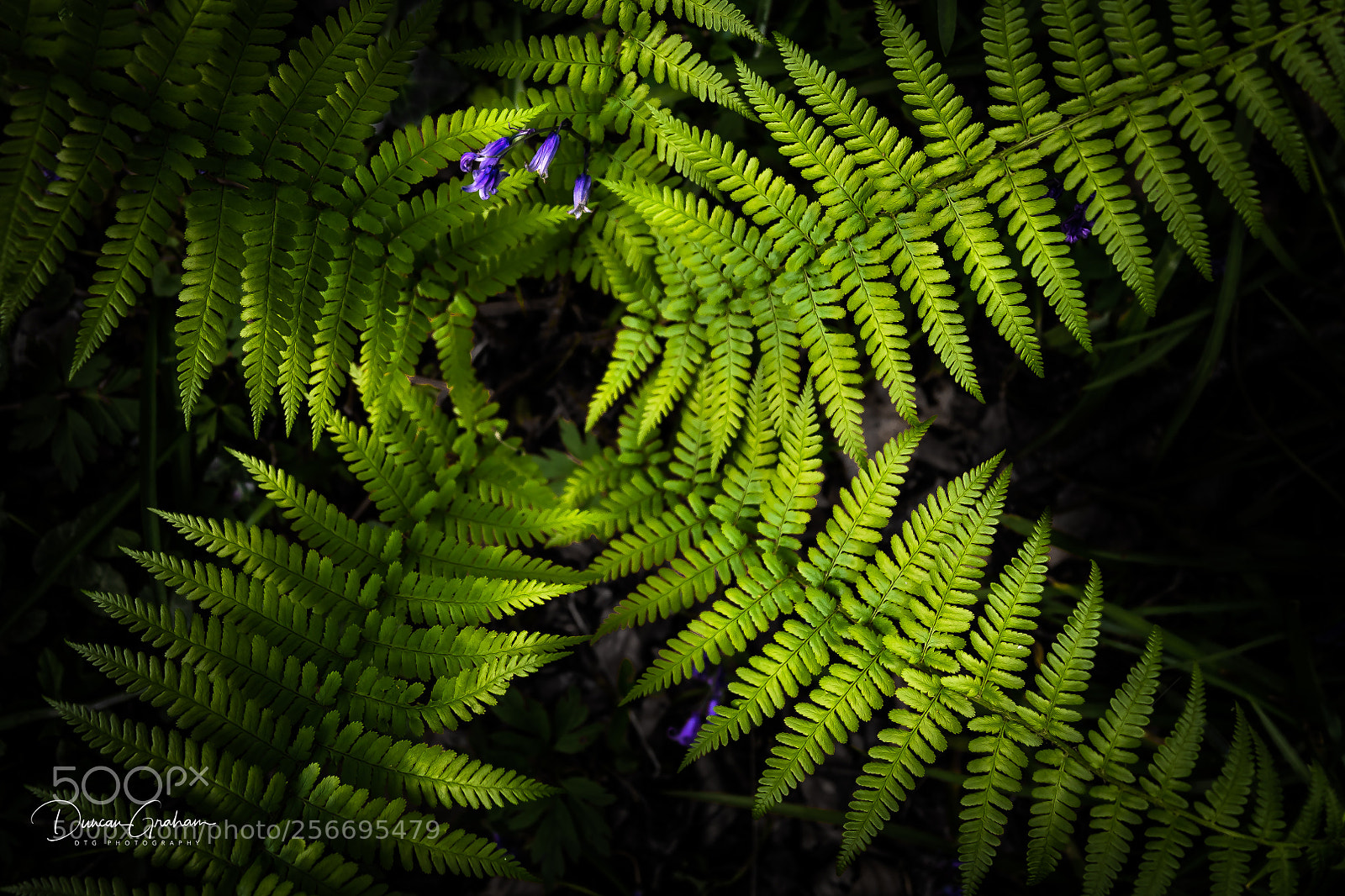 Canon EOS 5D Mark IV sample photo. Hiding photography
