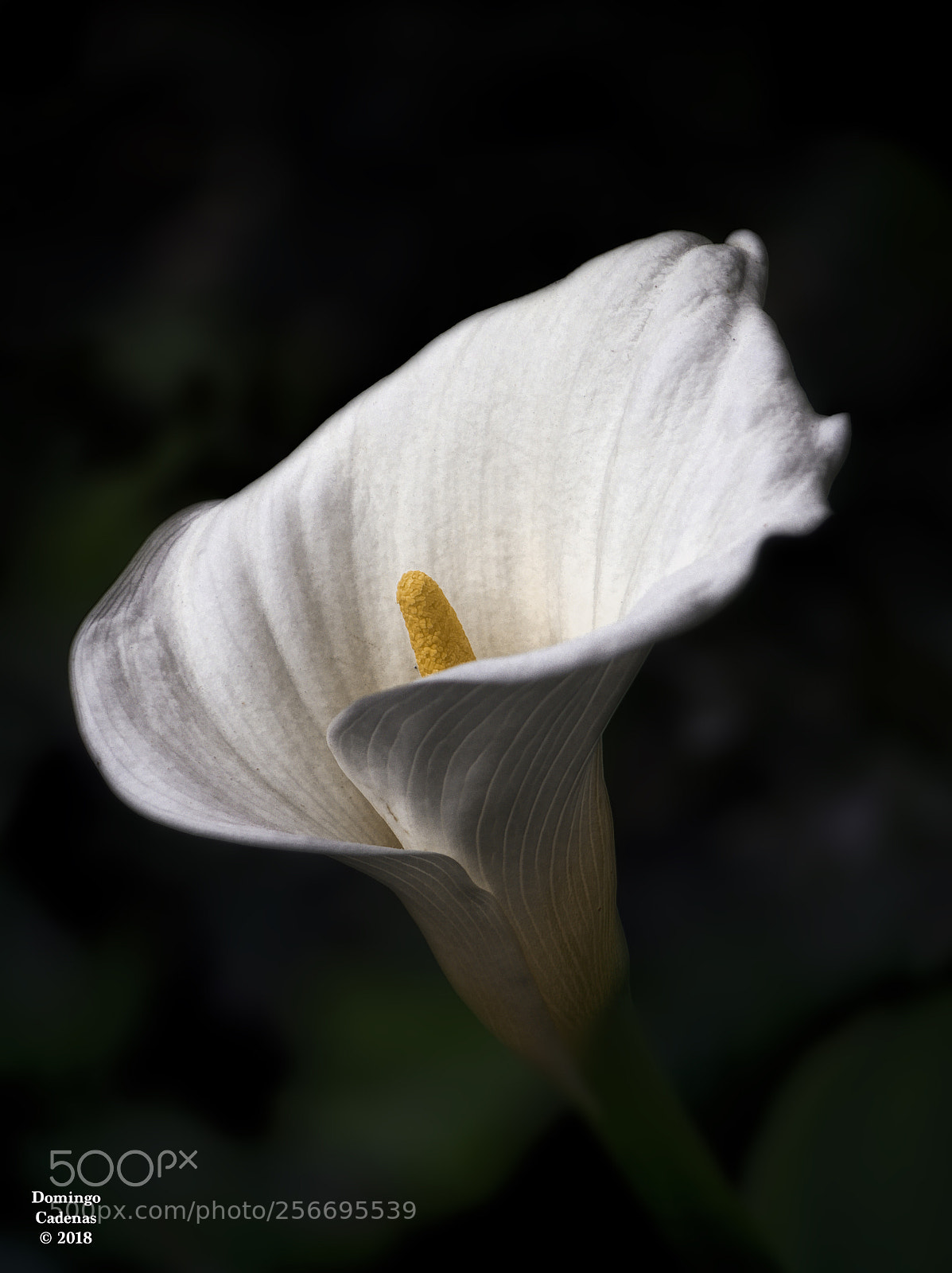 Olympus OM-D E-M10 II sample photo. Cala photography