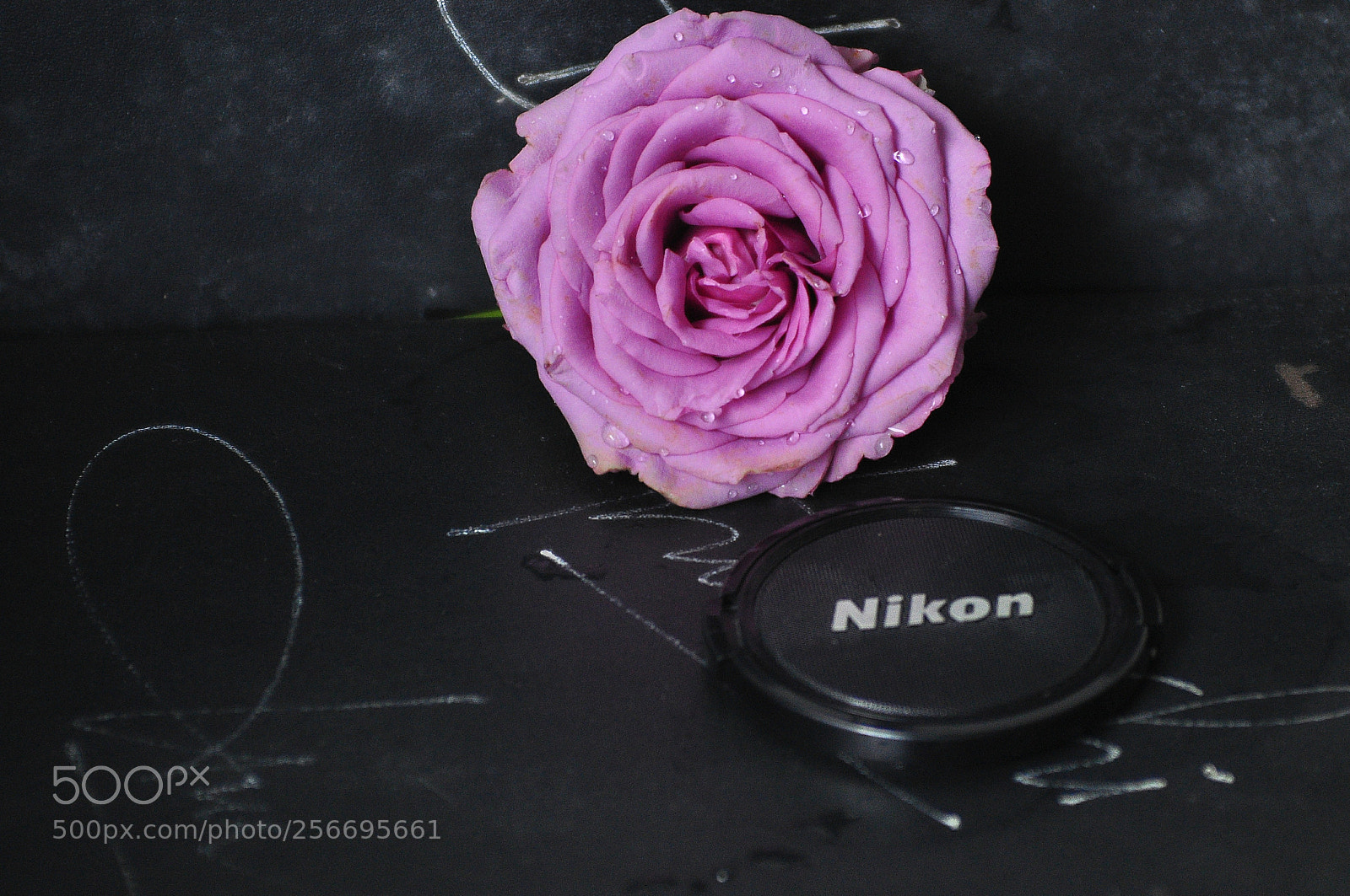 Nikon D90 sample photo. Purple roses. photography