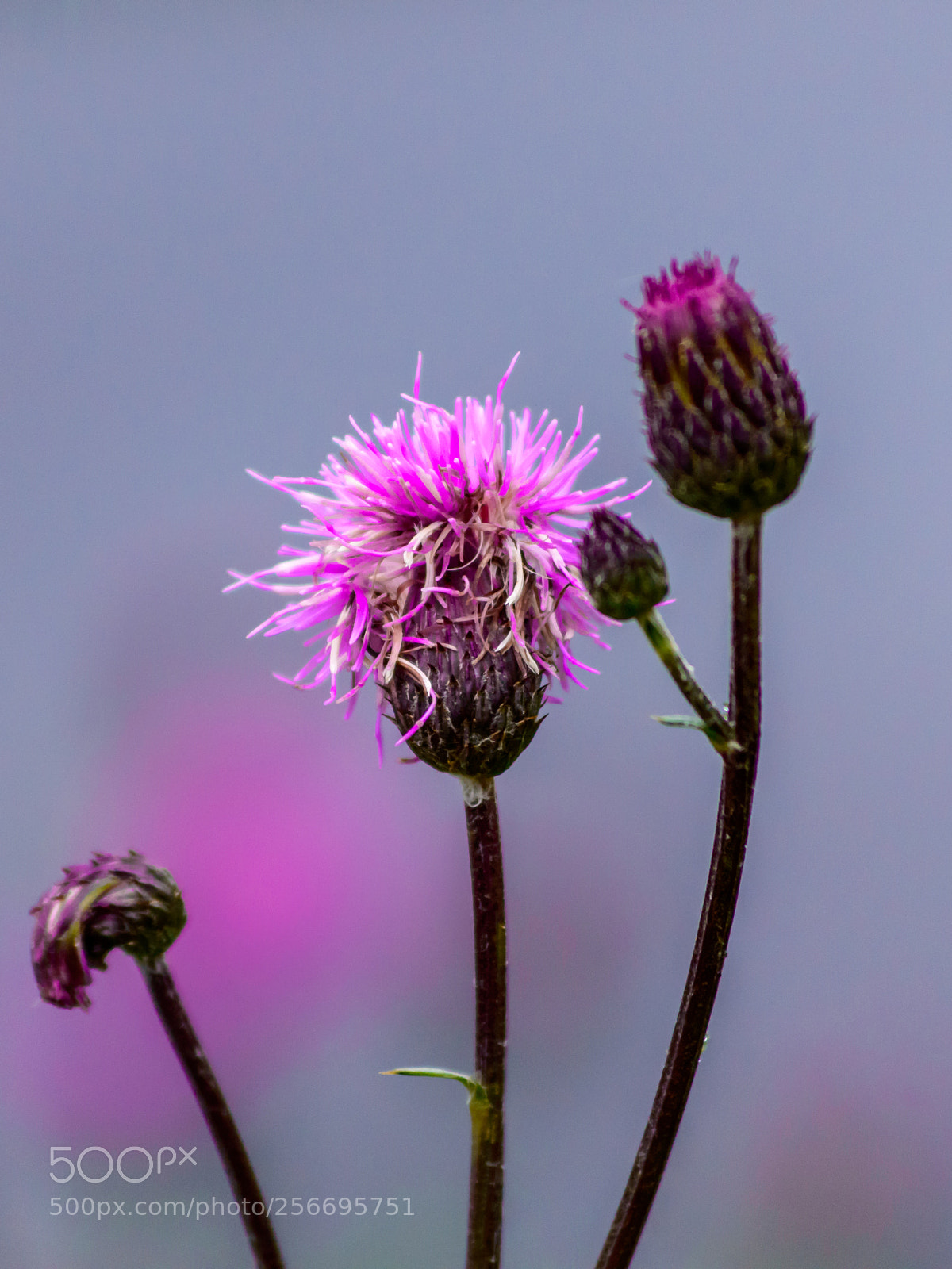 Nikon D3200 sample photo. Flower photography