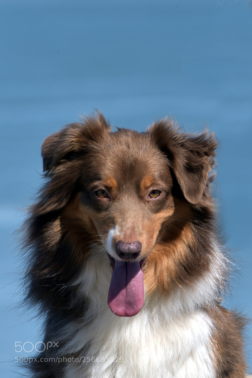 Nikon D750 sample photo. Australian shepherd photography
