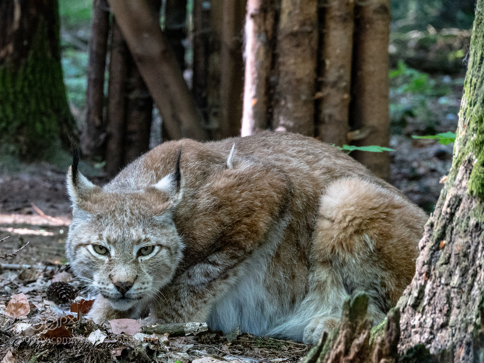 Panasonic Lumix DC-G9 sample photo. Der luchs lauert photography
