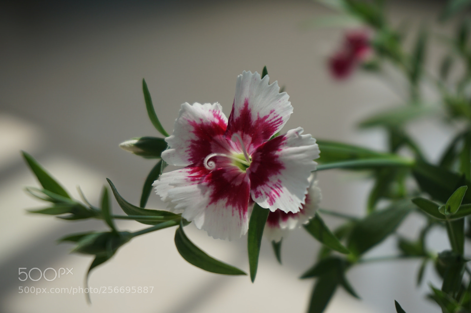 Sony a6000 sample photo. Little white butterfly photography