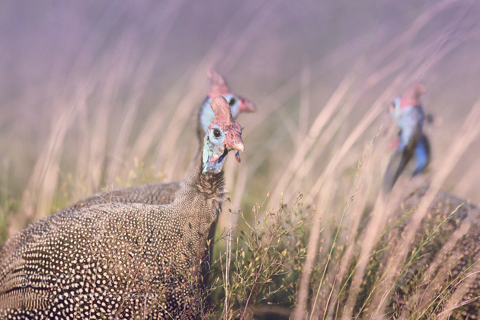Canon EOS 6D sample photo. Pearl chickens  photography
