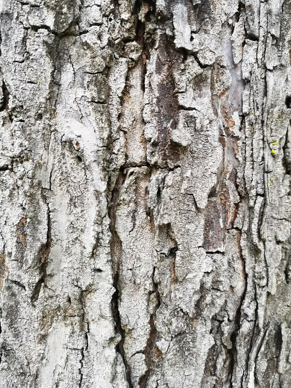 HUAWEI CLT-L29 sample photo. Bark photography