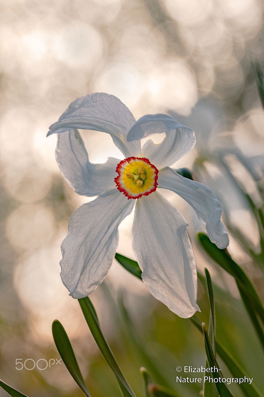 Sigma 105mm F2.8 EX DG OS HSM sample photo. Narcissus poeticus photography