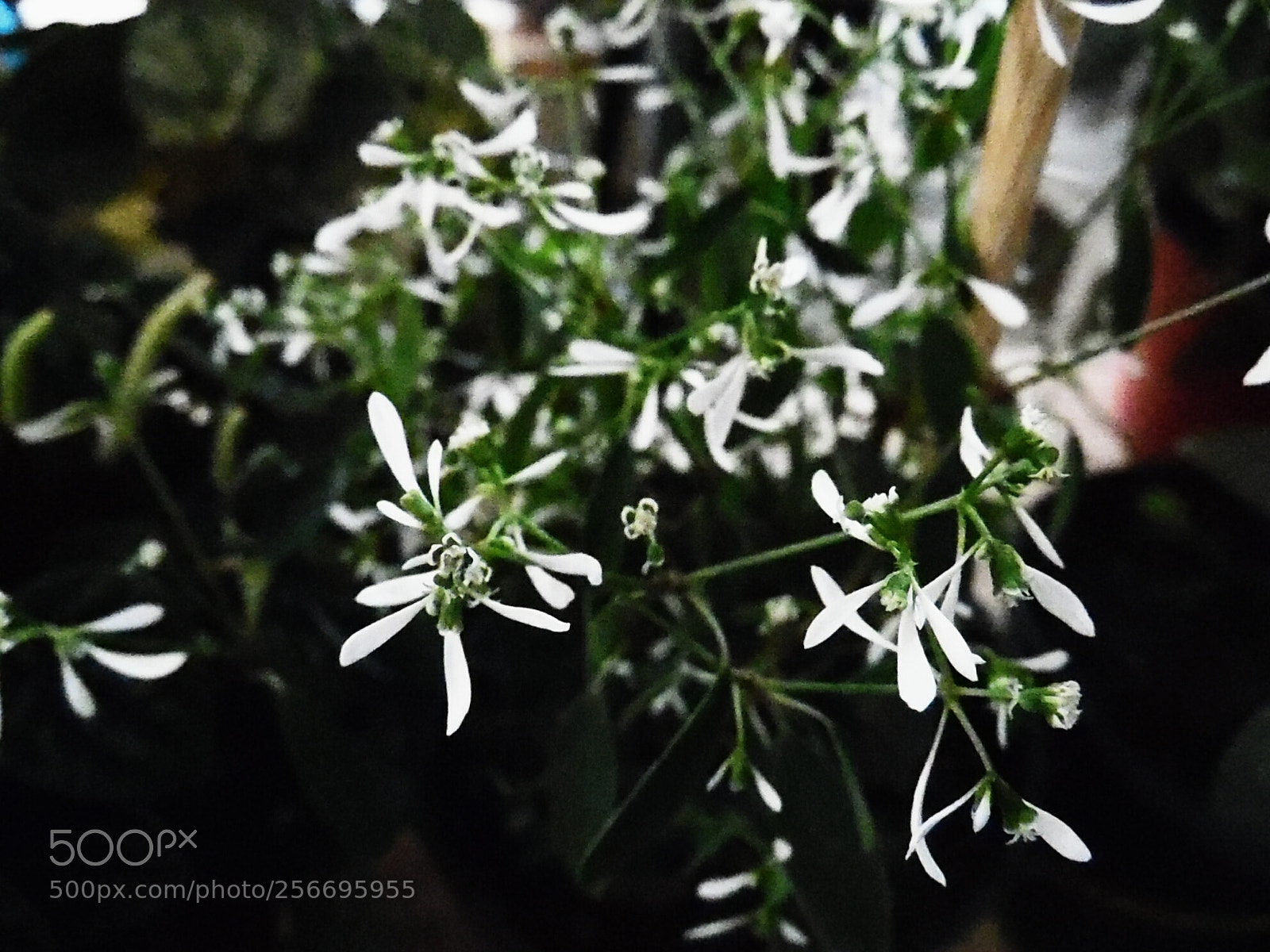 Samsung WB1100F/WB1101F/WB1102F sample photo. Memories photography