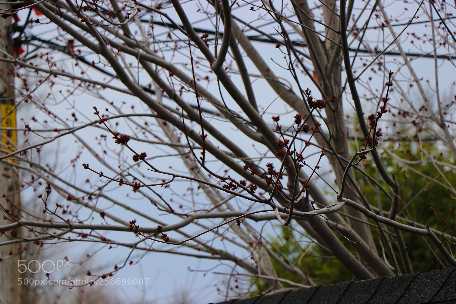 Canon EOS 80D sample photo. Branches photography