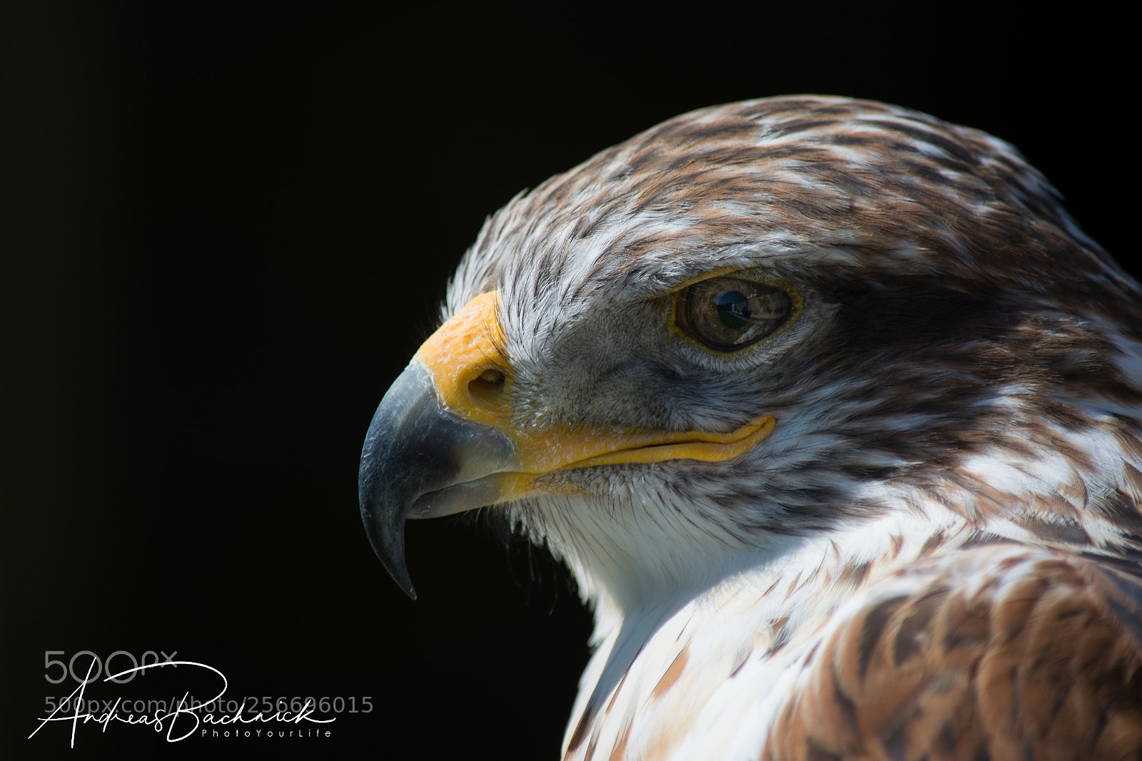 Nikon D5200 sample photo. Buzzard in the sun photography